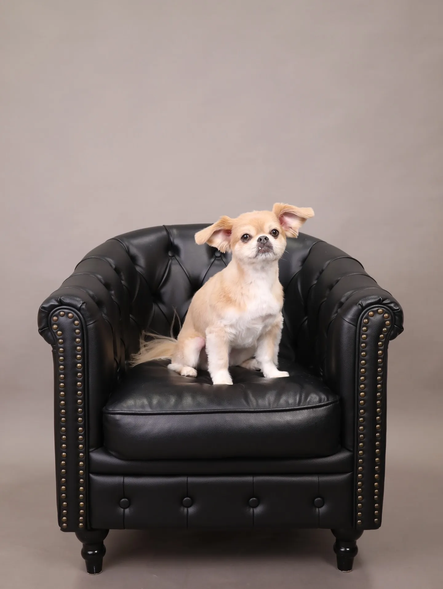 【GRAY Backdrop -& BLACK Sofa-】