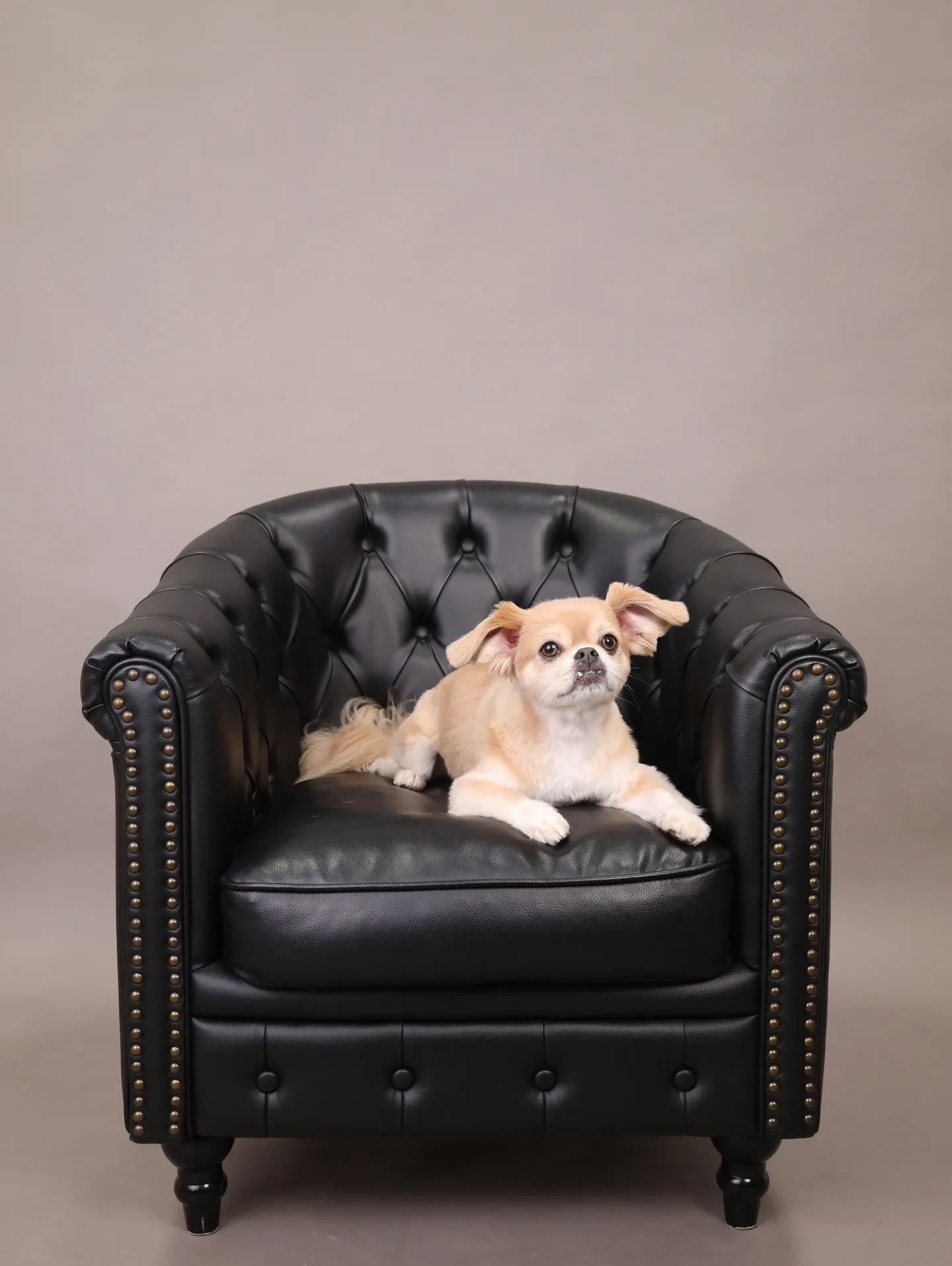 【GRAY Backdrop -& BLACK Sofa-】