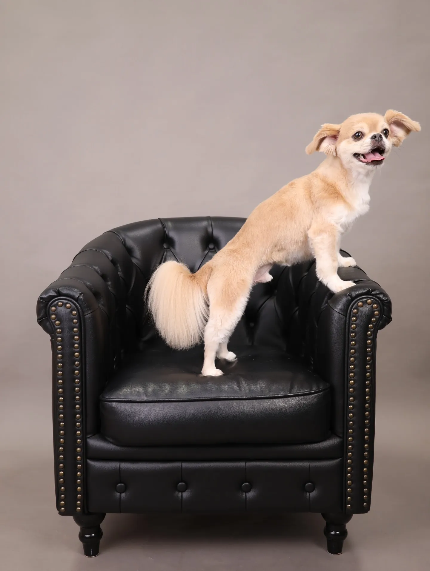 【GRAY Backdrop -& BLACK Sofa-】