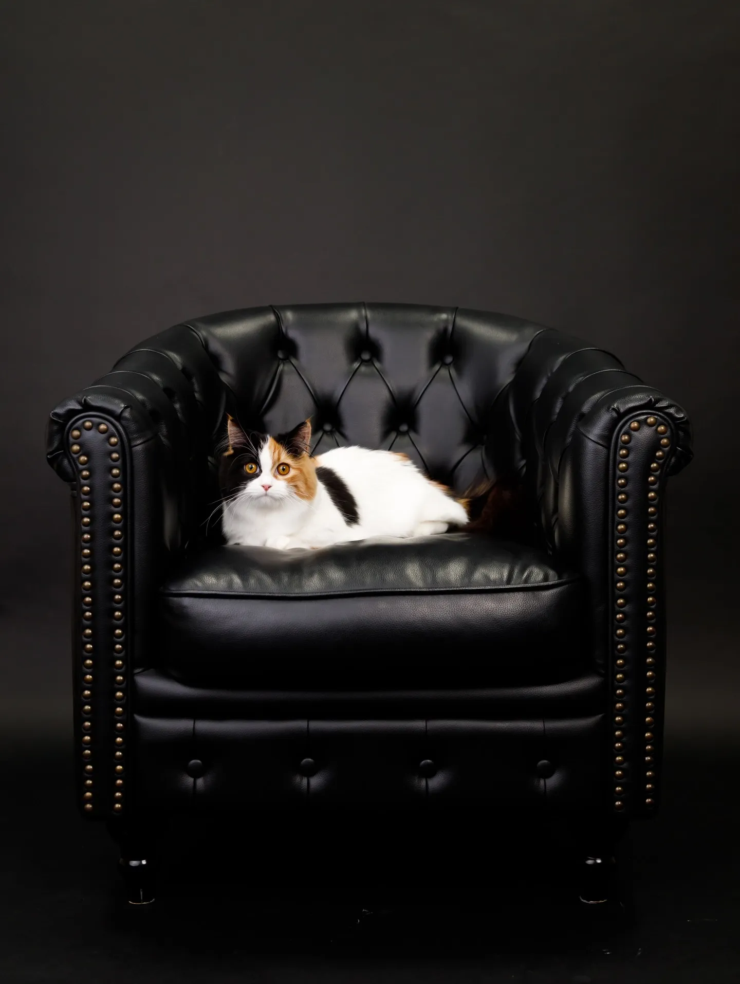 【BLACK Backdrop -& BLACK Sofa-...