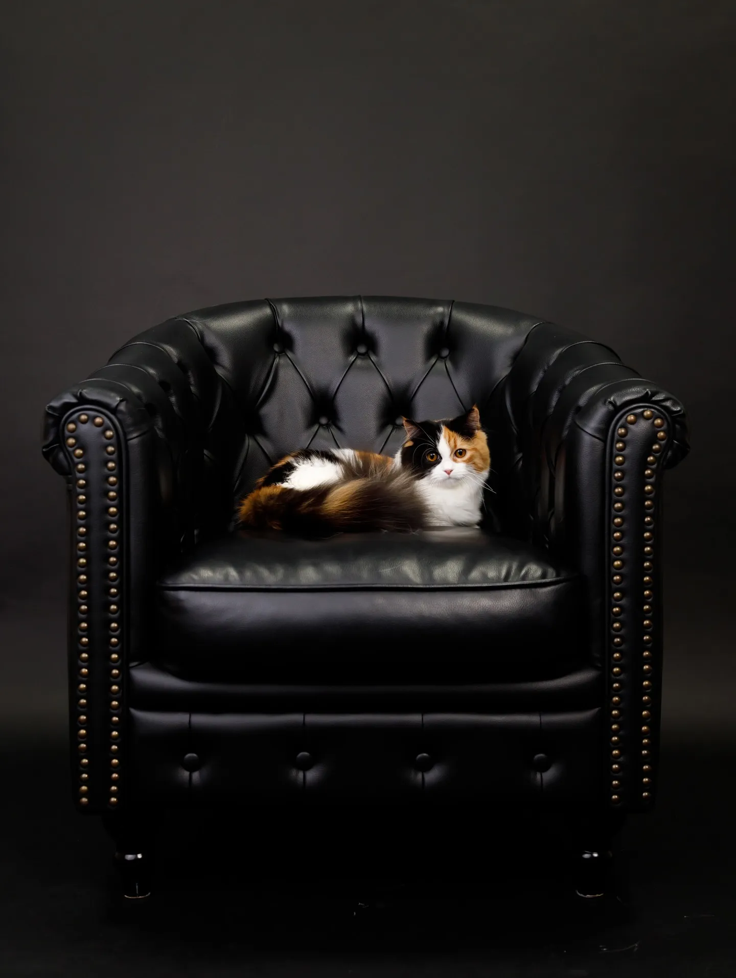 【BLACK Backdrop -& BLACK Sofa-...