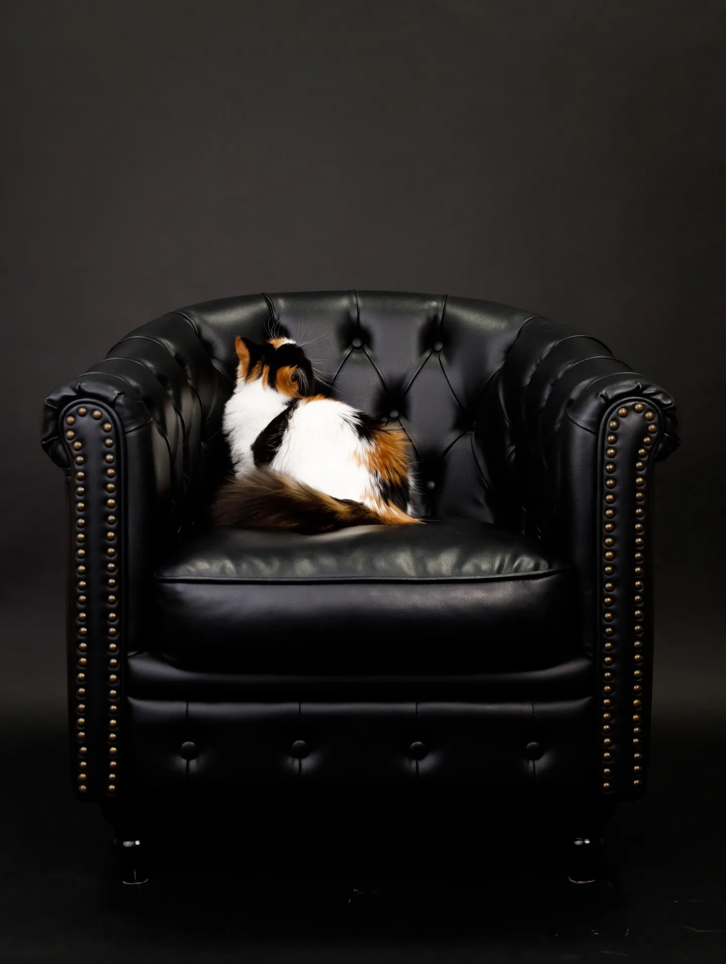 【BLACK Backdrop -& BLACK Sofa-...
