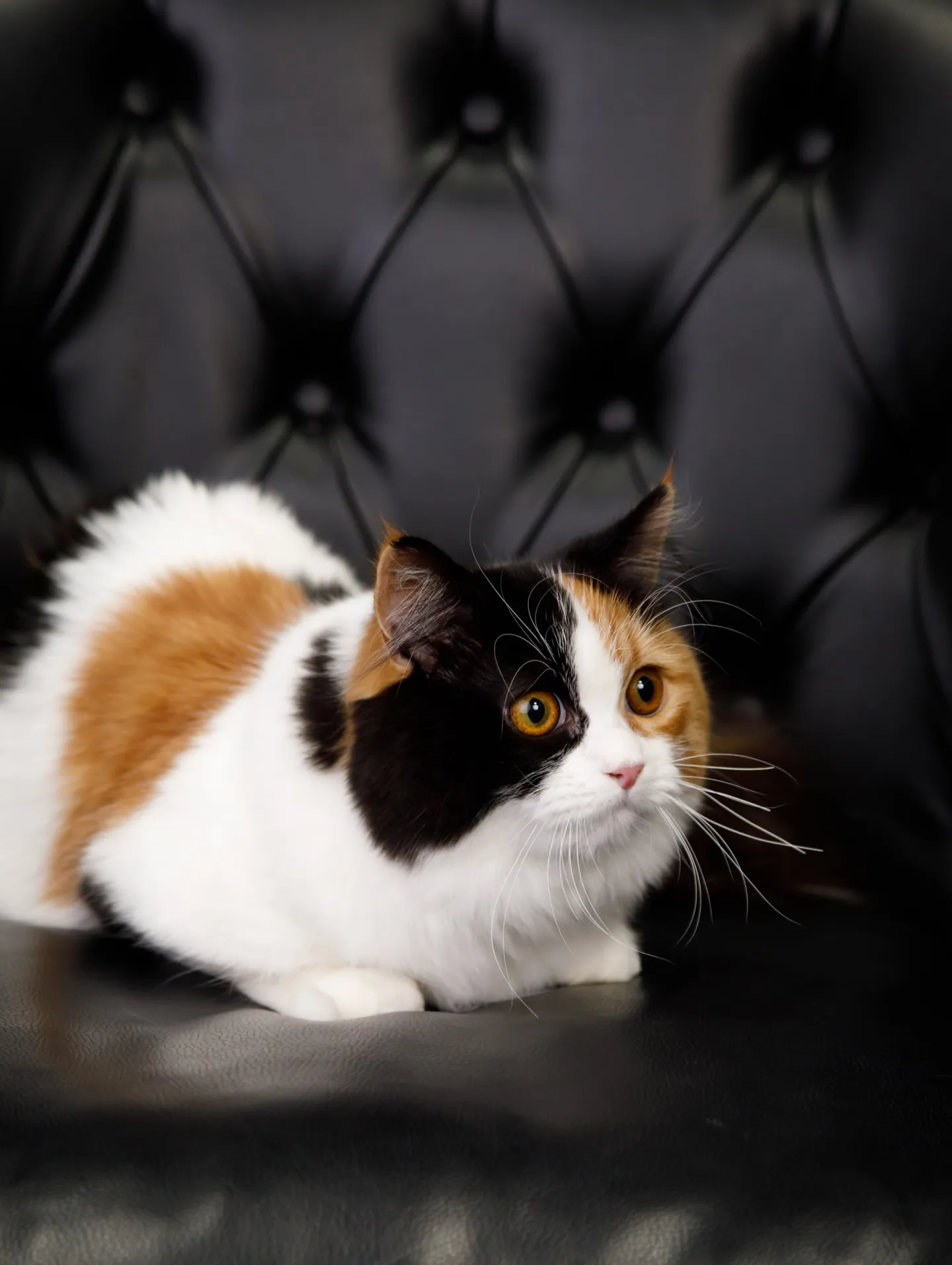 【BLACK Backdrop -& BLACK Sofa-...