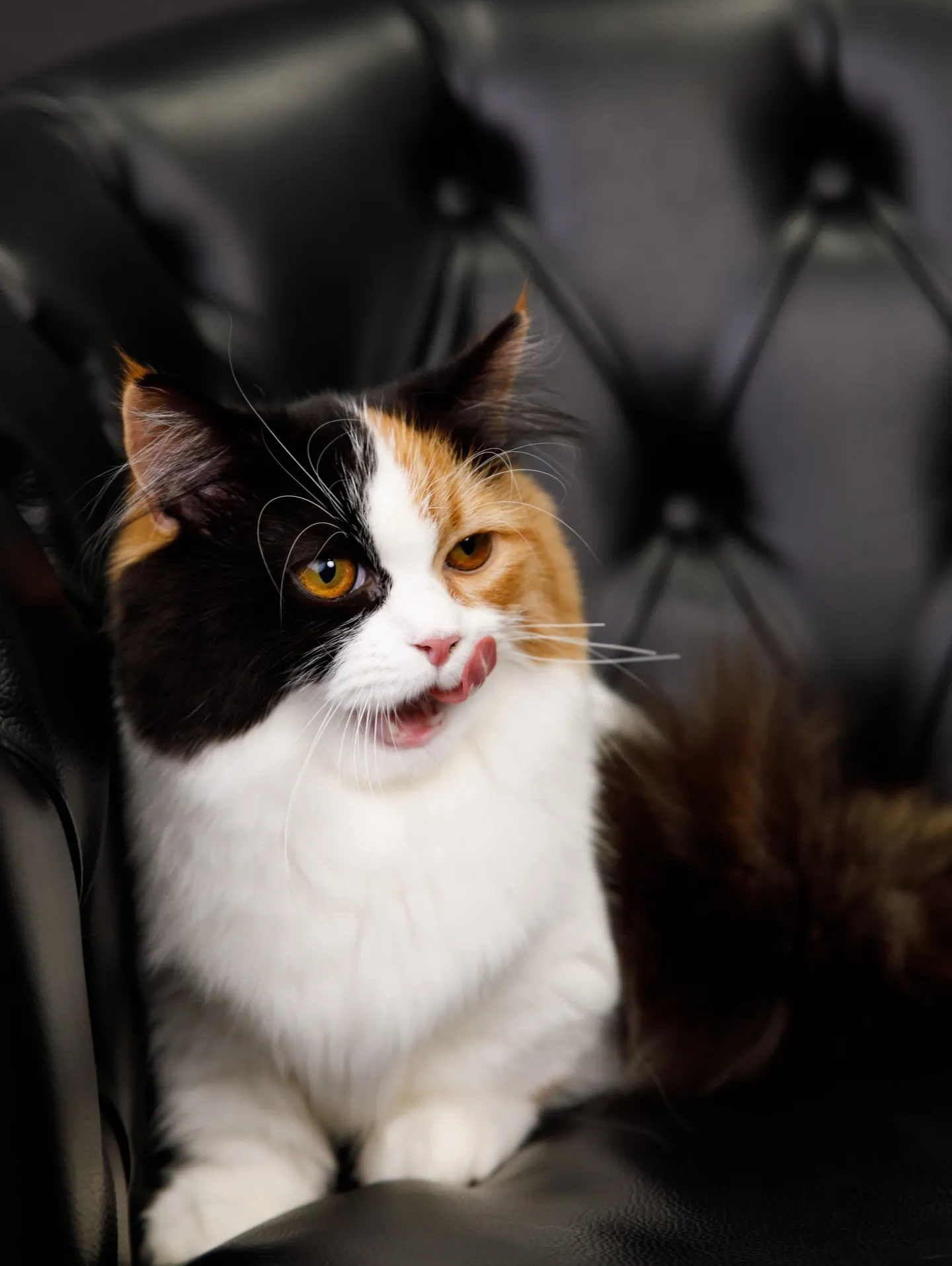 【BLACK Backdrop -& BLACK Sofa-...