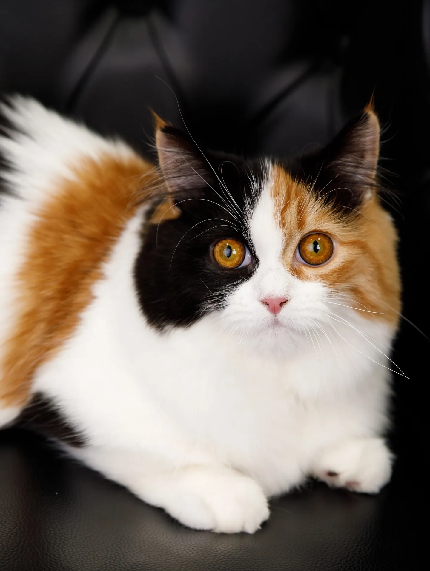 【BLACK Backdrop -& BLACK Sofa-...