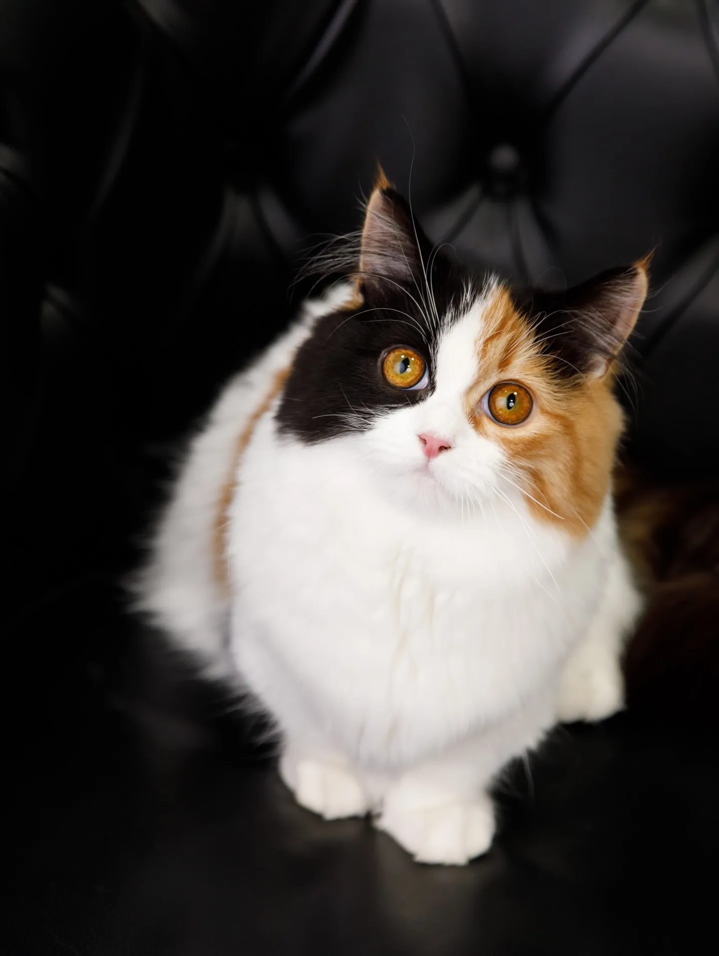 【BLACK Backdrop -& BLACK Sofa-...