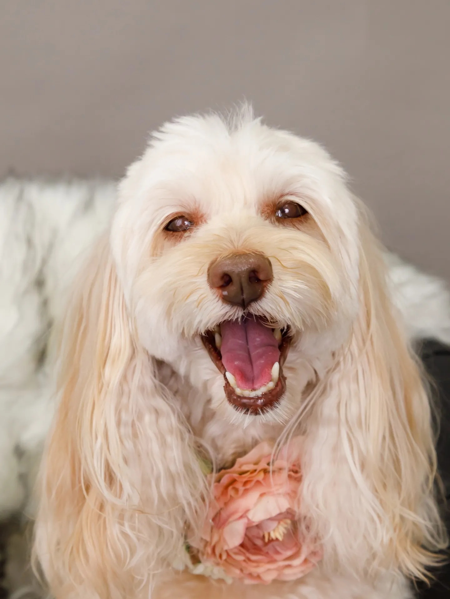 【GRAY Backdrop -& BLACK Sofa-】