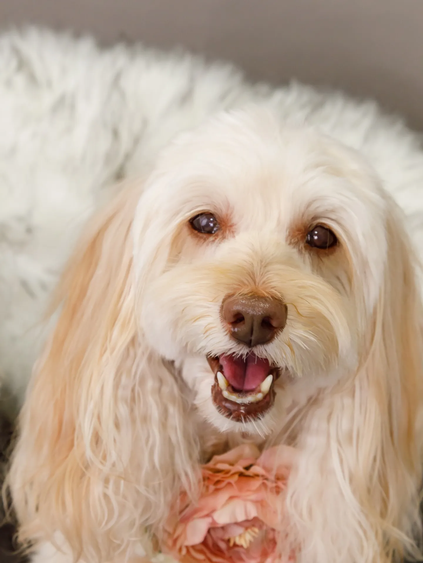 【GRAY Backdrop -& BLACK Sofa-】