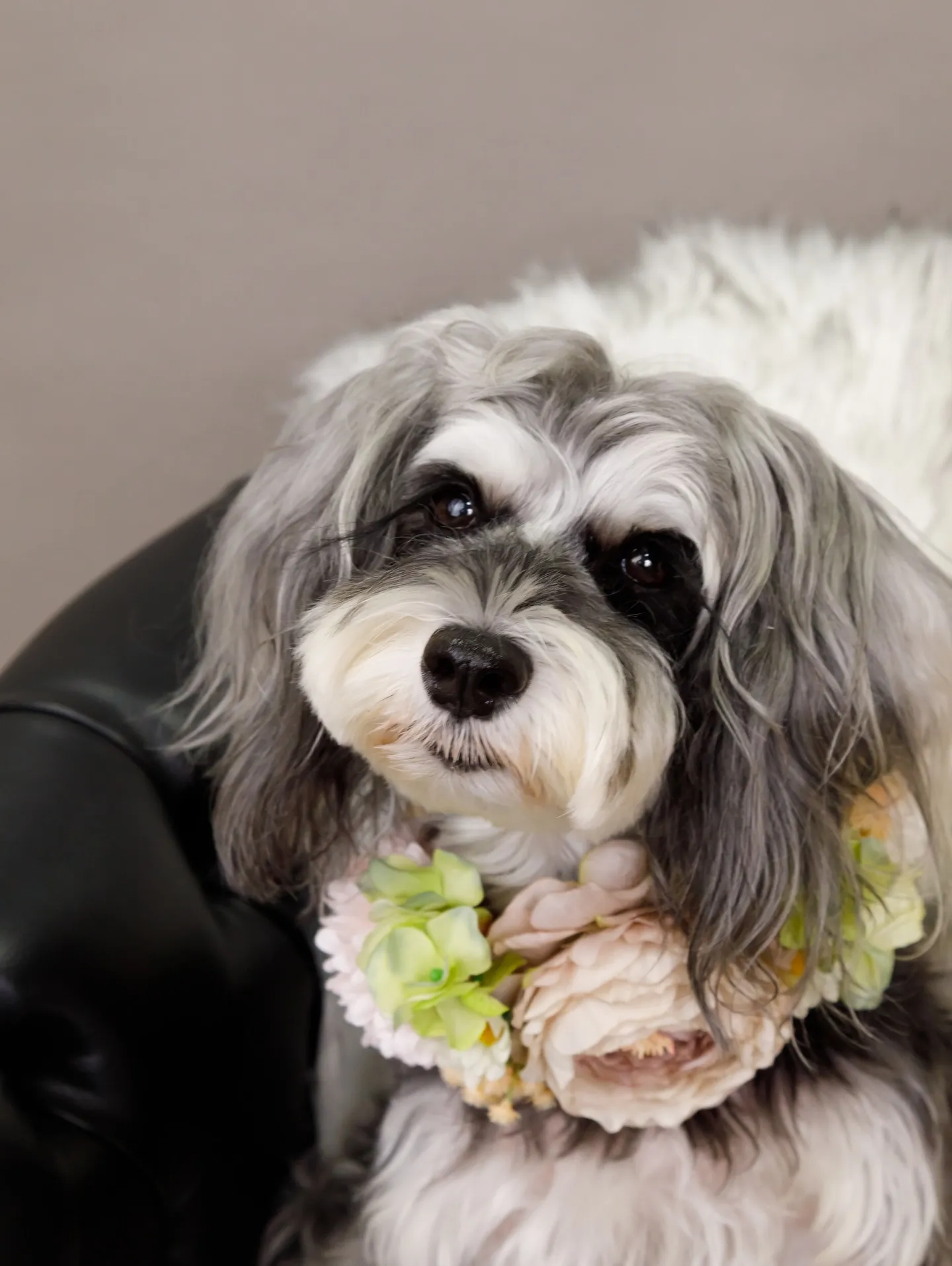 【GRAY Backdrop -& BLACK Sofa-】