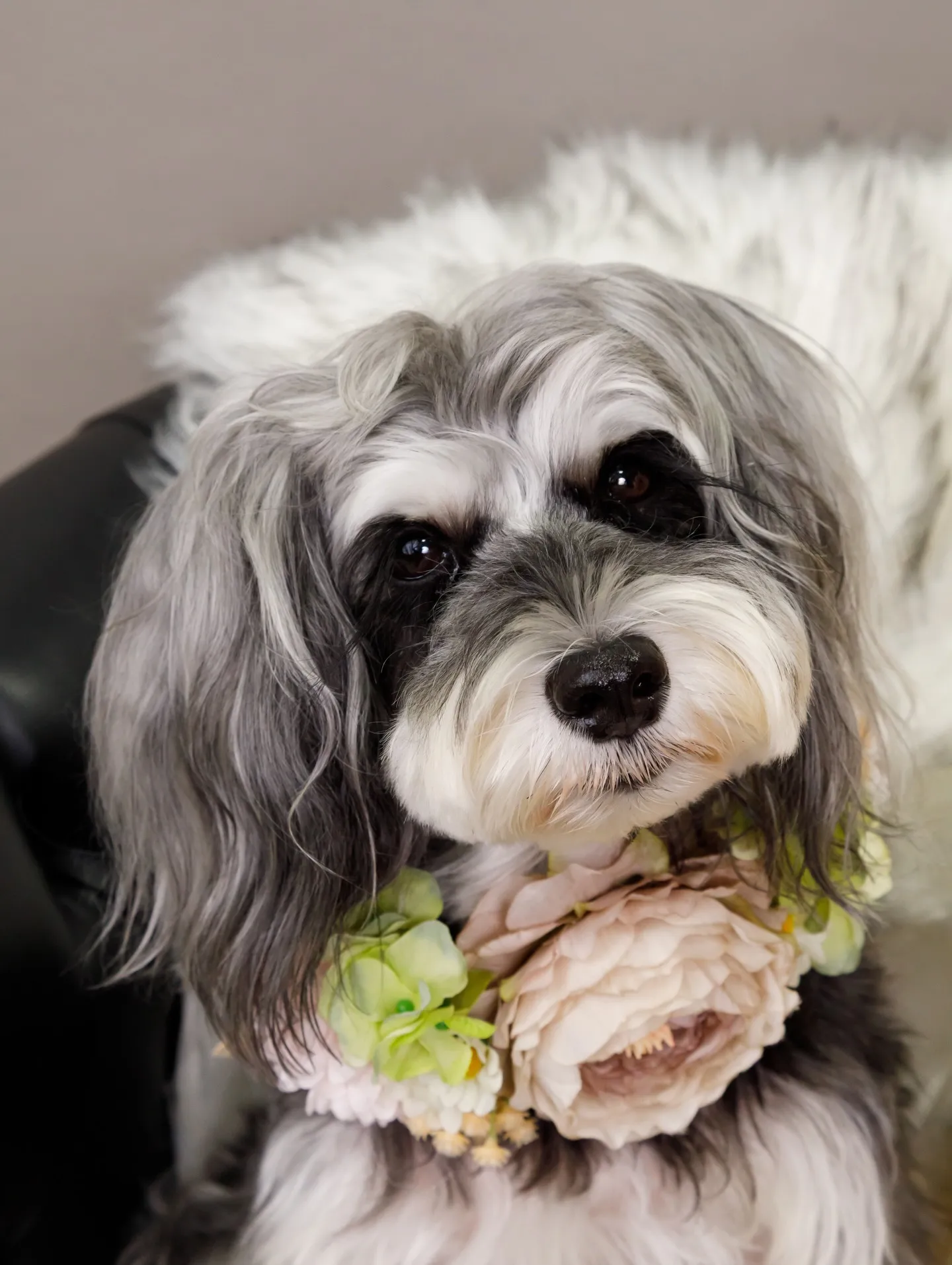 【GRAY Backdrop -& BLACK Sofa-】