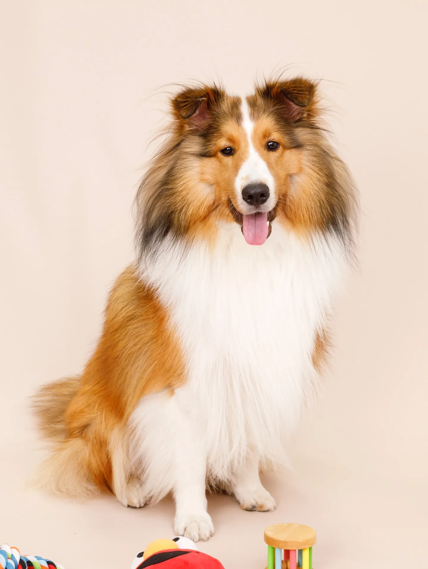 【BEIGE Backdrop Photoshoot -2シ...