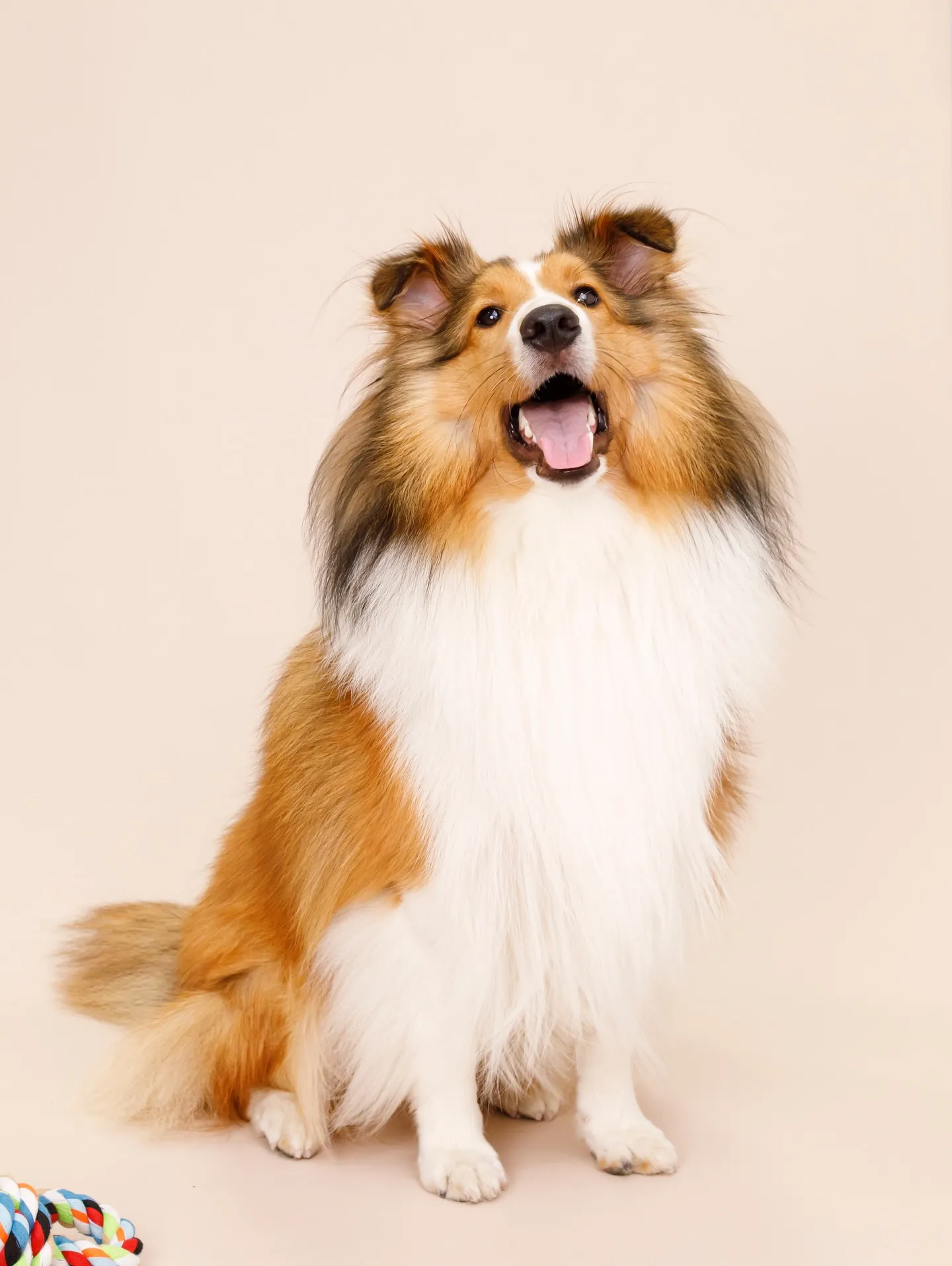 【BEIGE Backdrop Photoshoot -2シ...