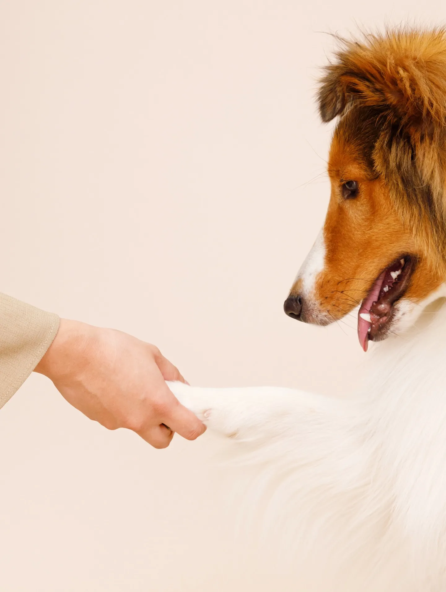 【BEIGE Backdrop Photoshoot -2シ...