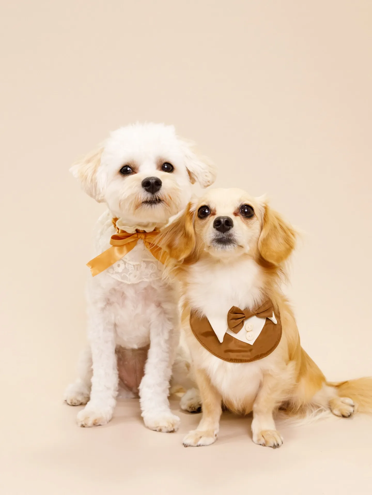 【BEIGE Backdrop Photoshoot -2シ...