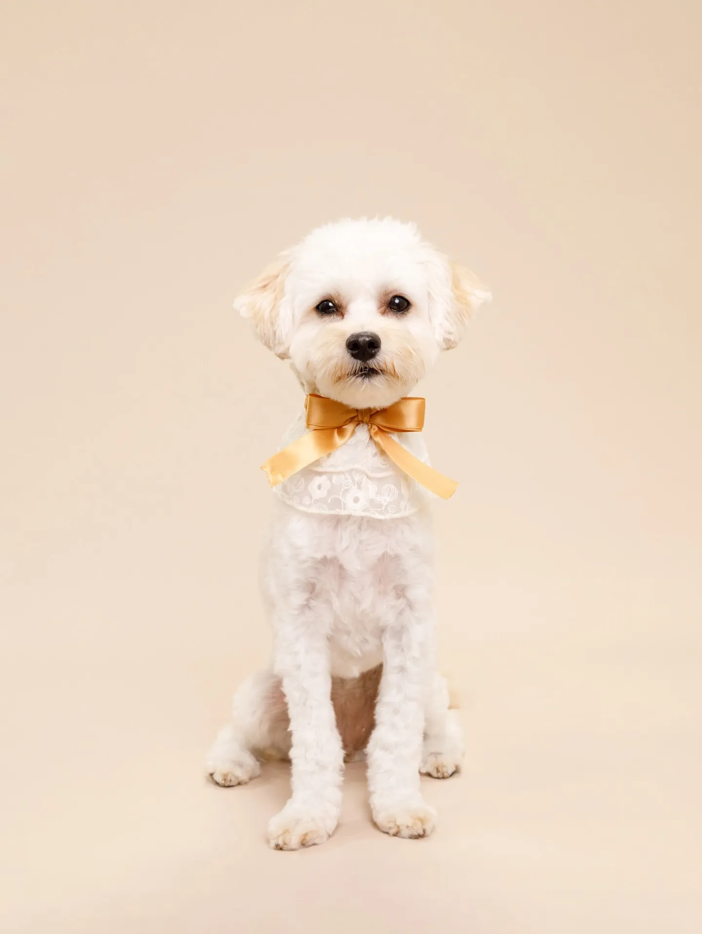 【BEIGE Backdrop Photoshoot -2シ...