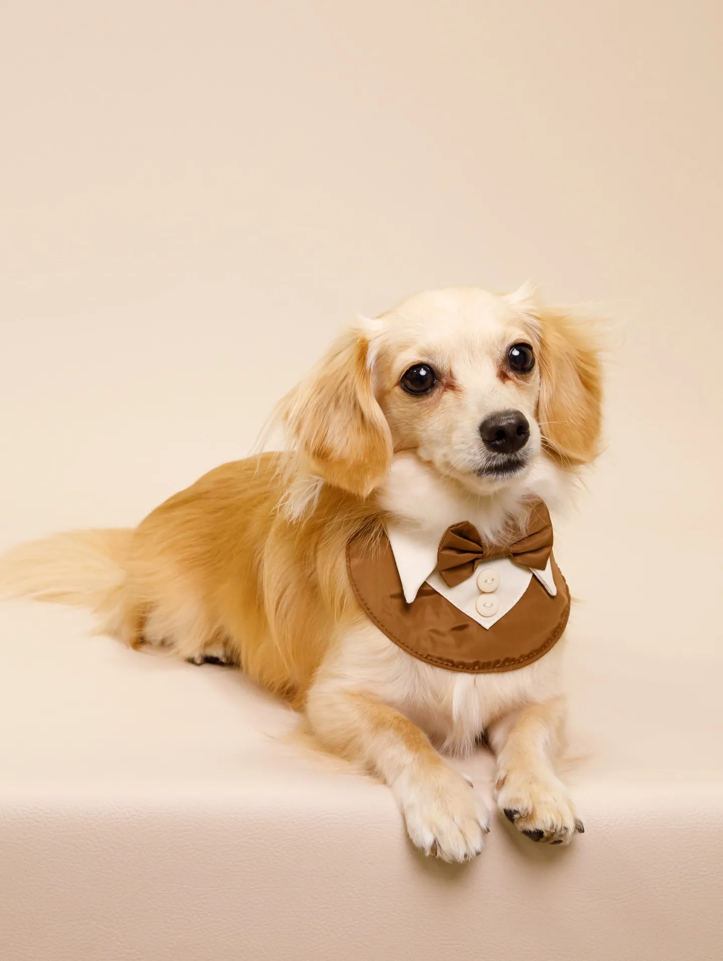 【BEIGE Backdrop Photoshoot -2シ...