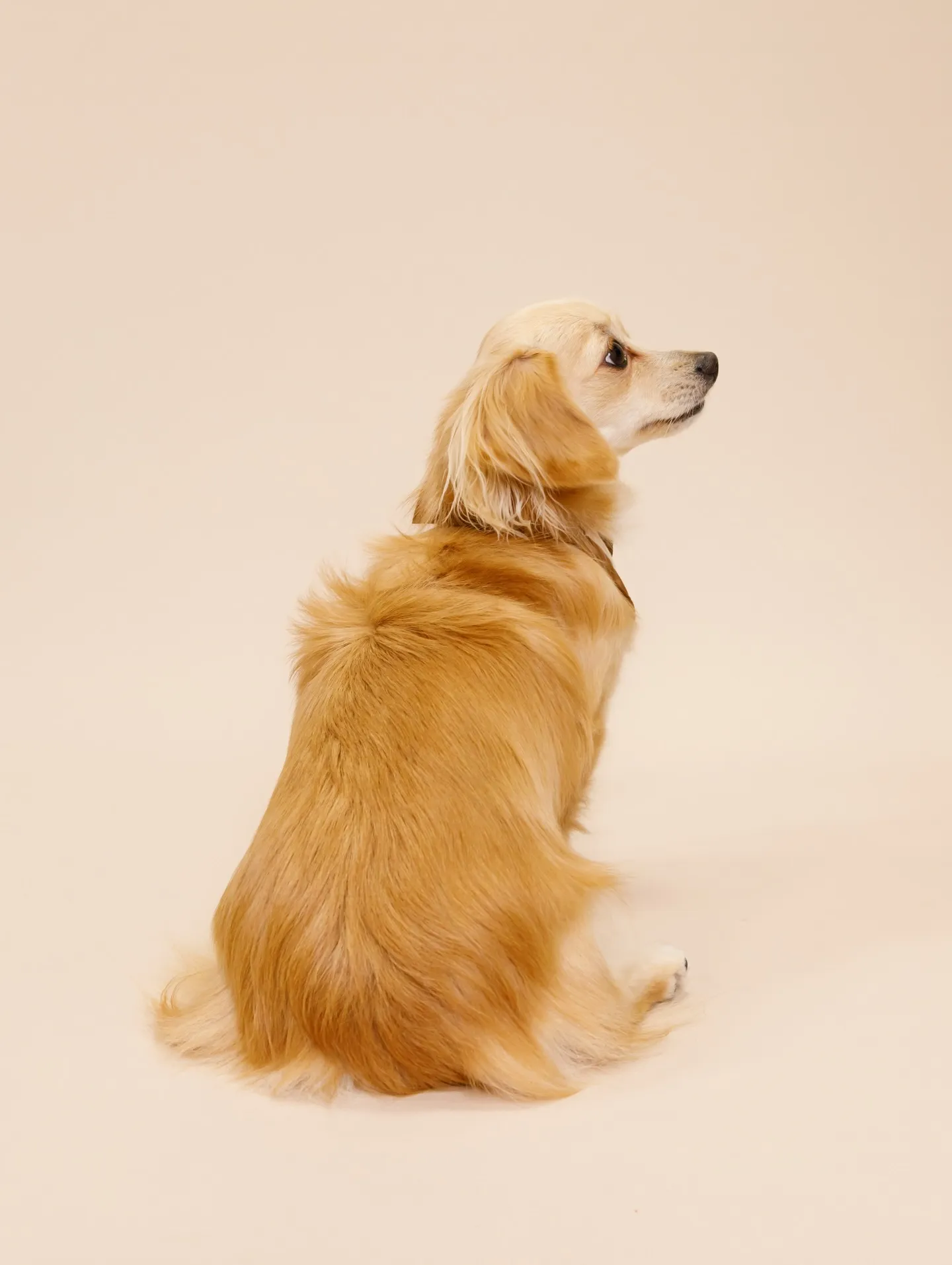 【BEIGE Backdrop Photoshoot -2シ...