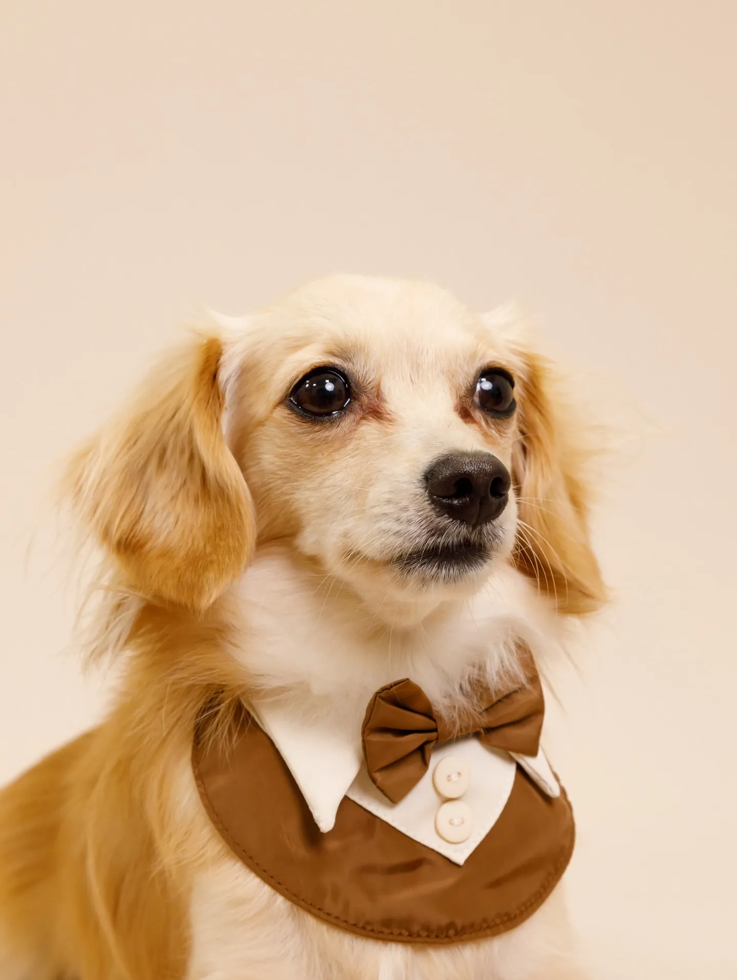 【BEIGE Backdrop Photoshoot -2シ...