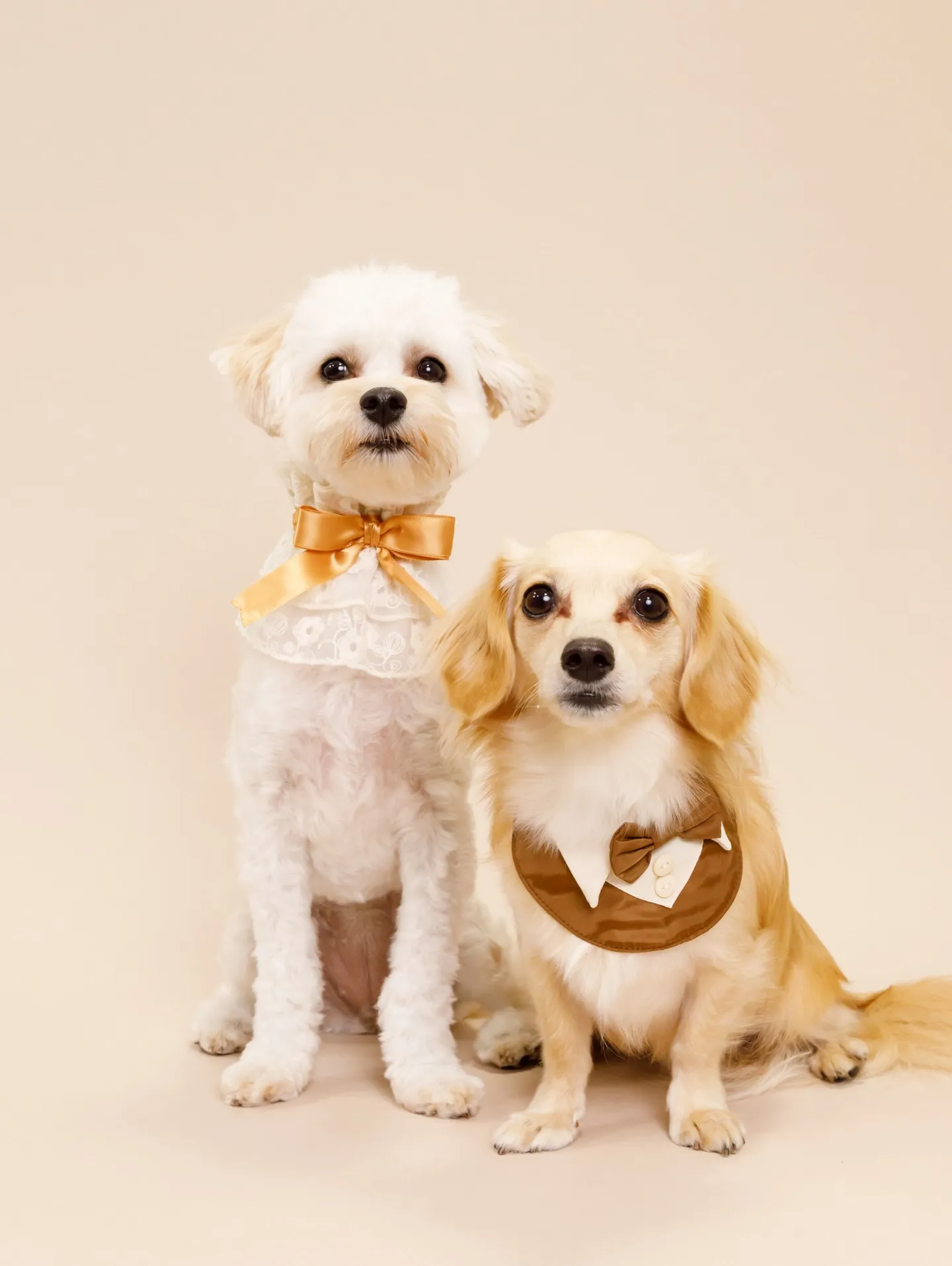 【BEIGE Backdrop Photoshoot -2シ...