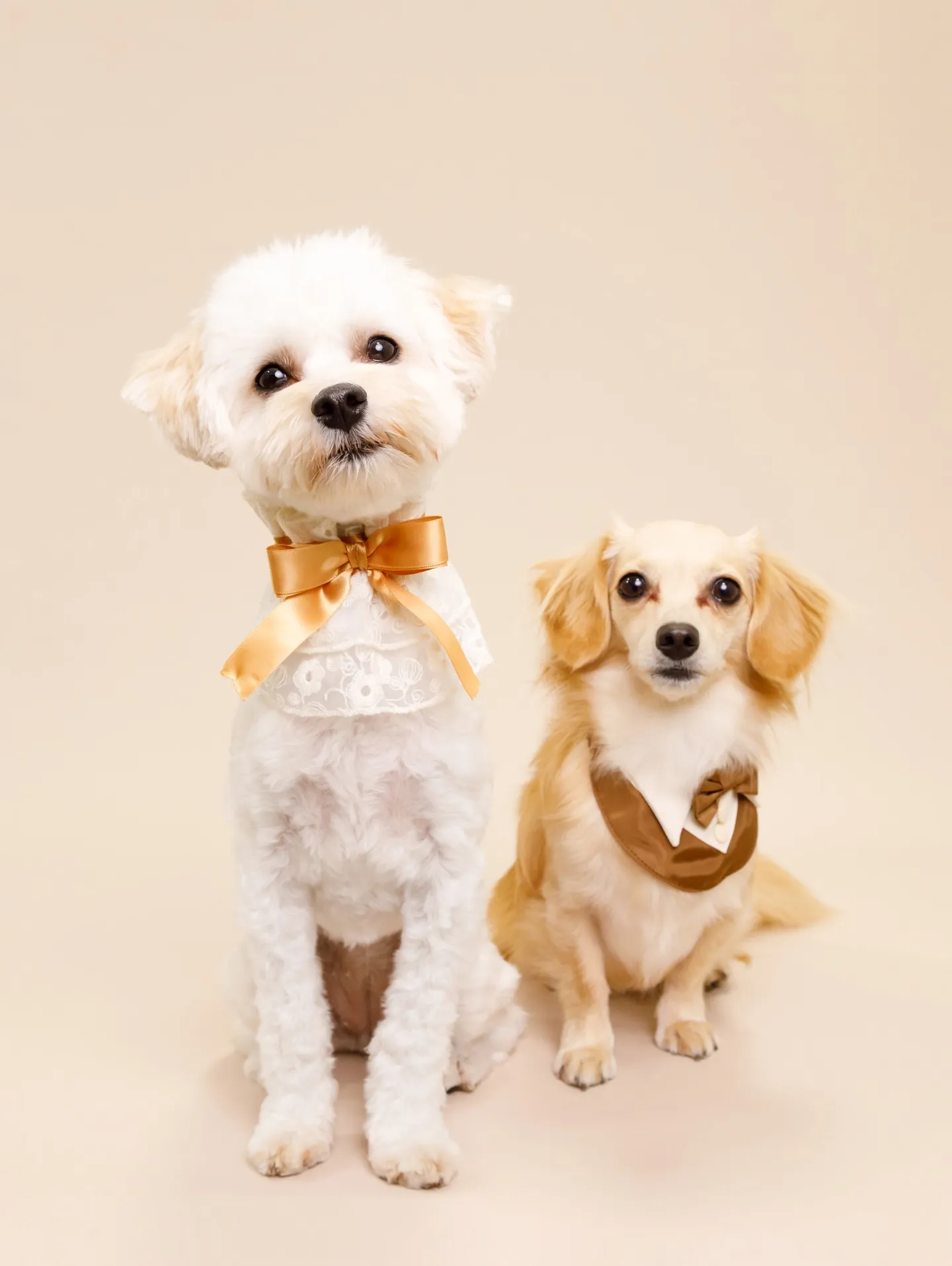 【BEIGE Backdrop Photoshoot -2シ...