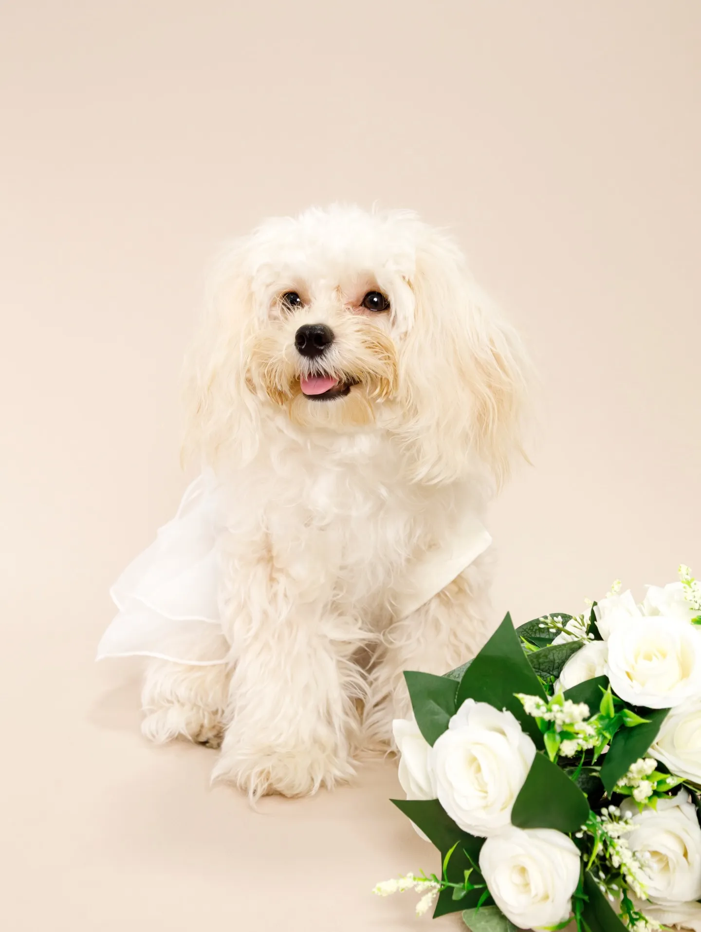 【BEIGE Backdrop Photoshoot -SO...