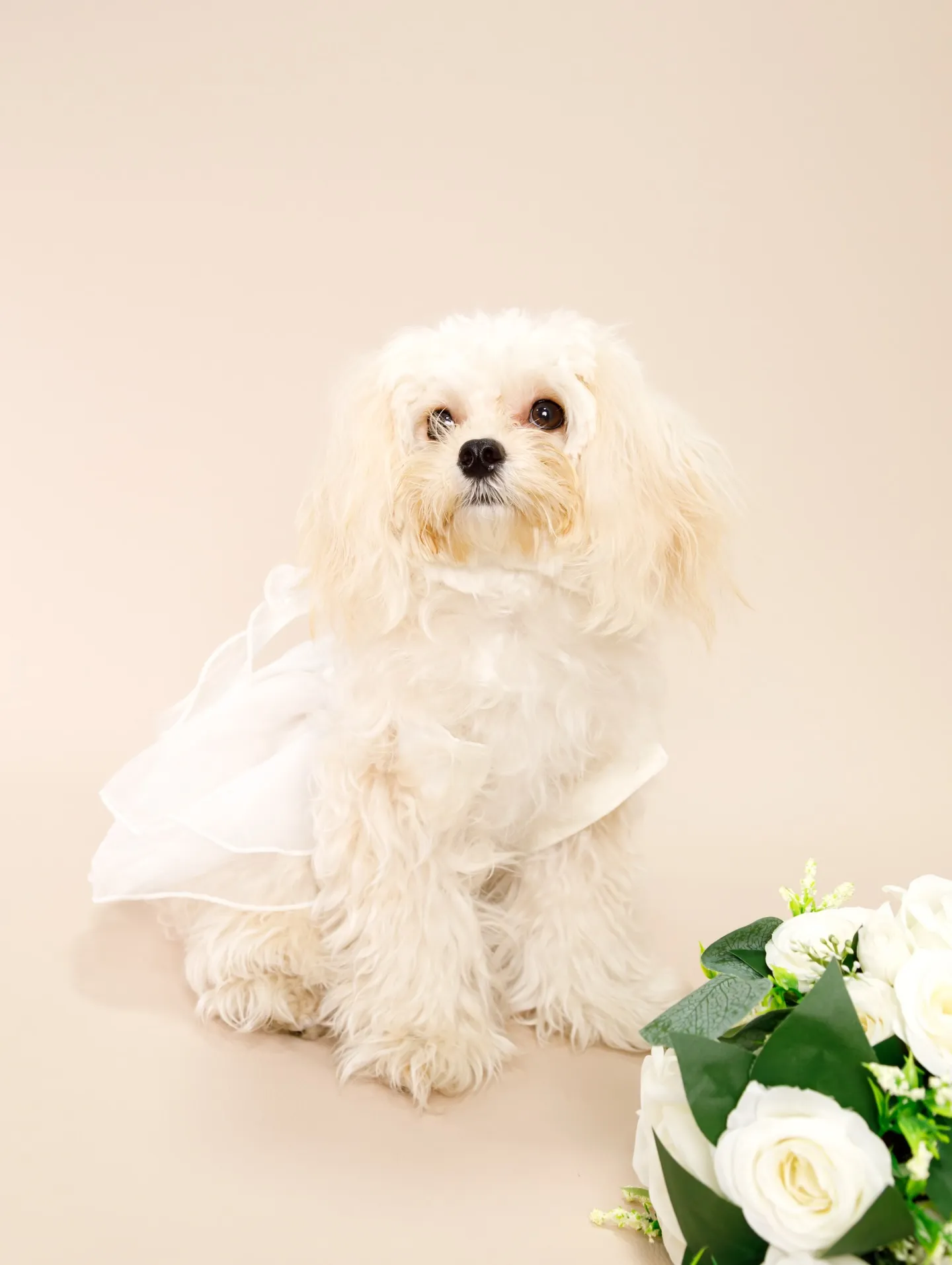 【BEIGE Backdrop Photoshoot -SO...