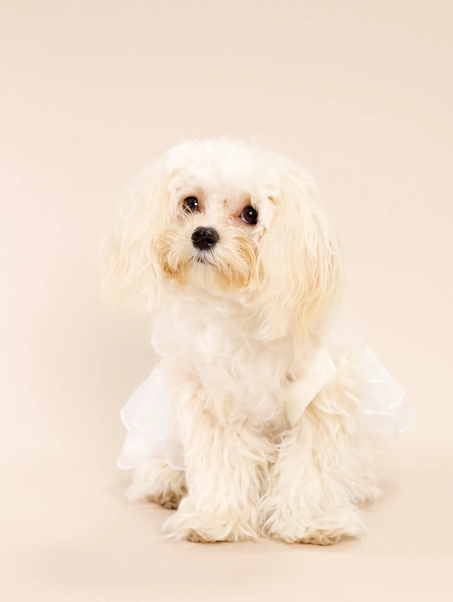 【BEIGE Backdrop Photoshoot -SO...