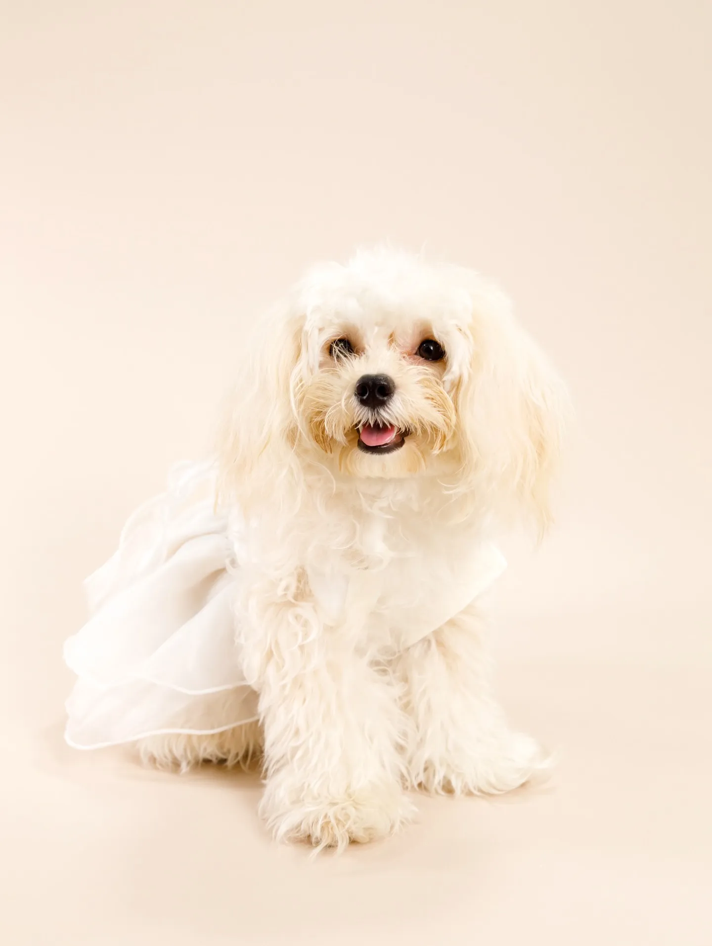 【BEIGE Backdrop Photoshoot -SO...