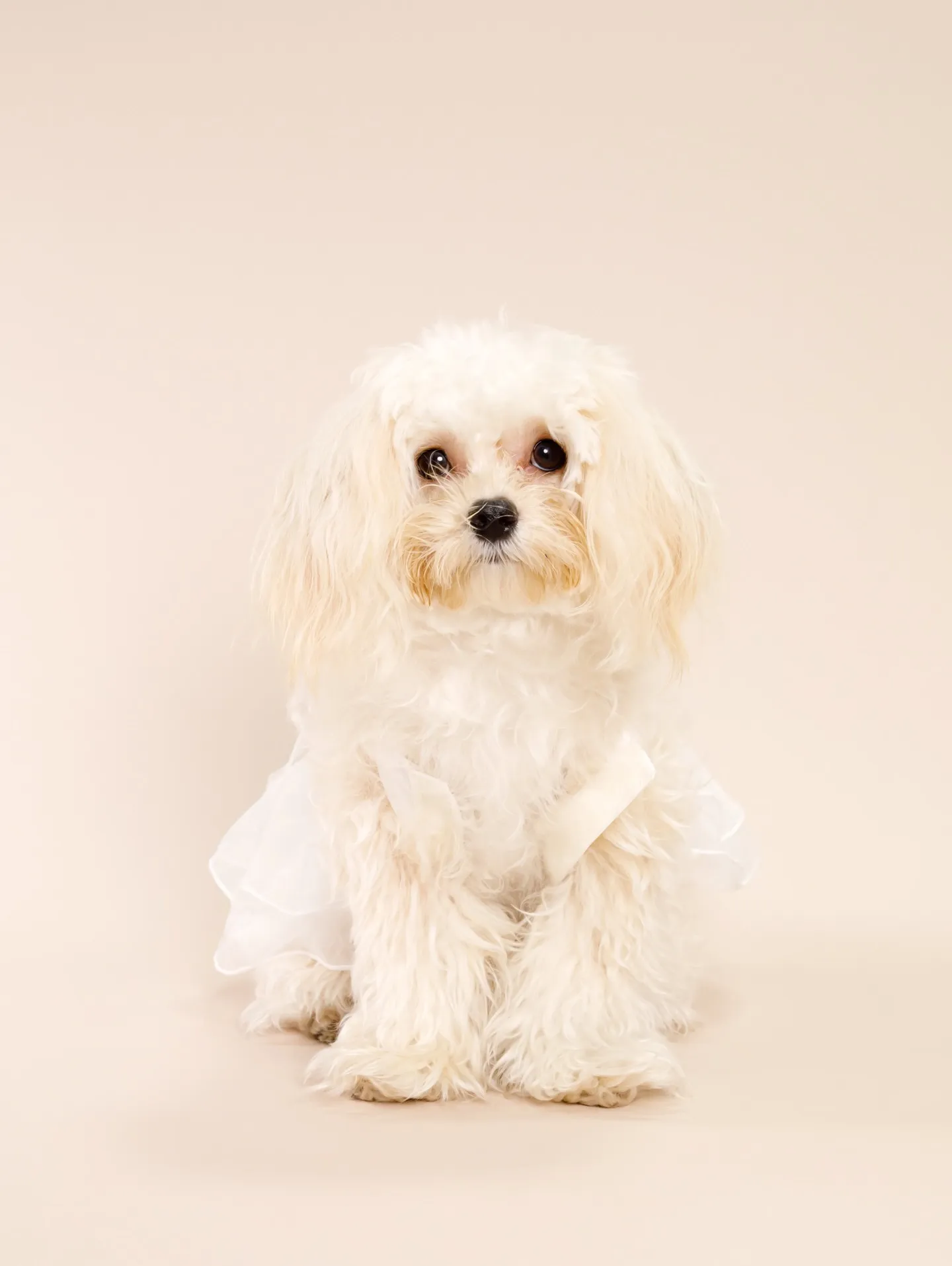 【BEIGE Backdrop Photoshoot -SO...