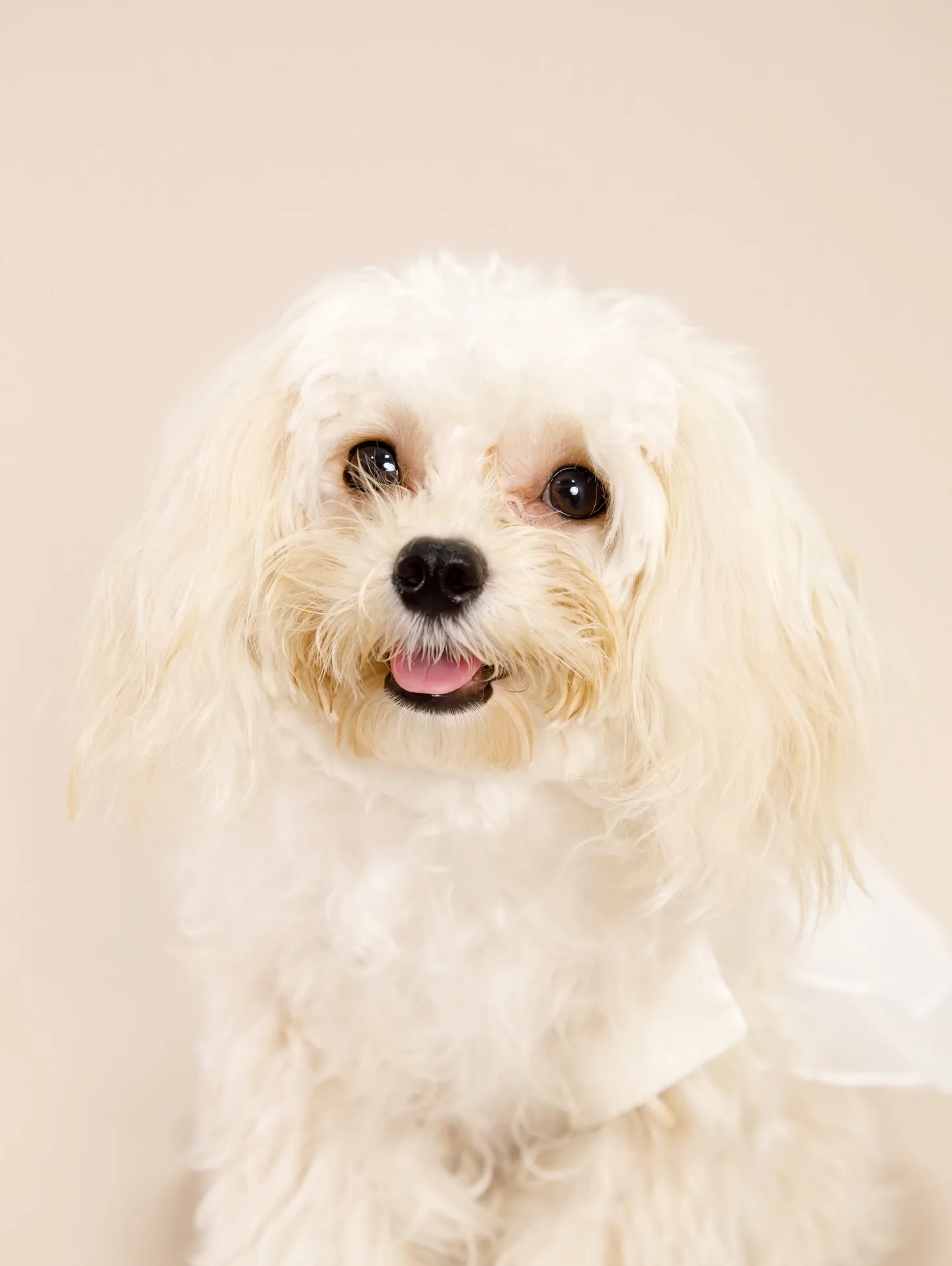 【BEIGE Backdrop Photoshoot -SO...