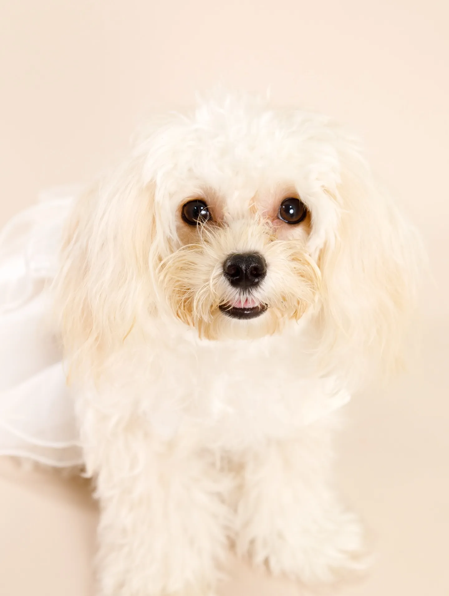 【BEIGE Backdrop Photoshoot -SO...