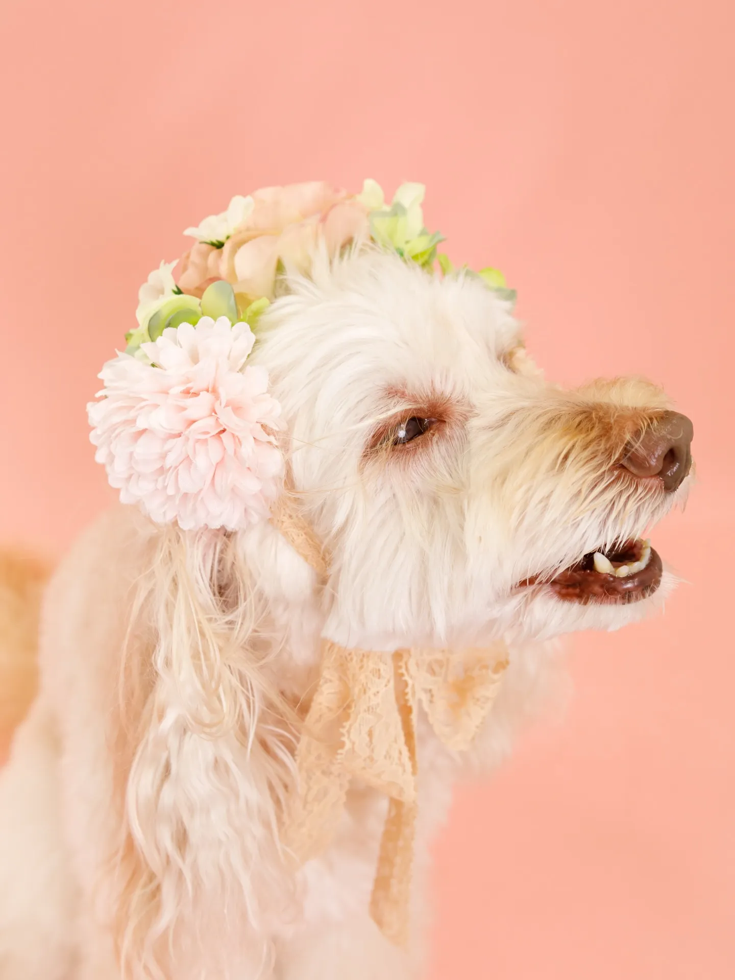 【PINK Backdrop -装飾アレンジ-】