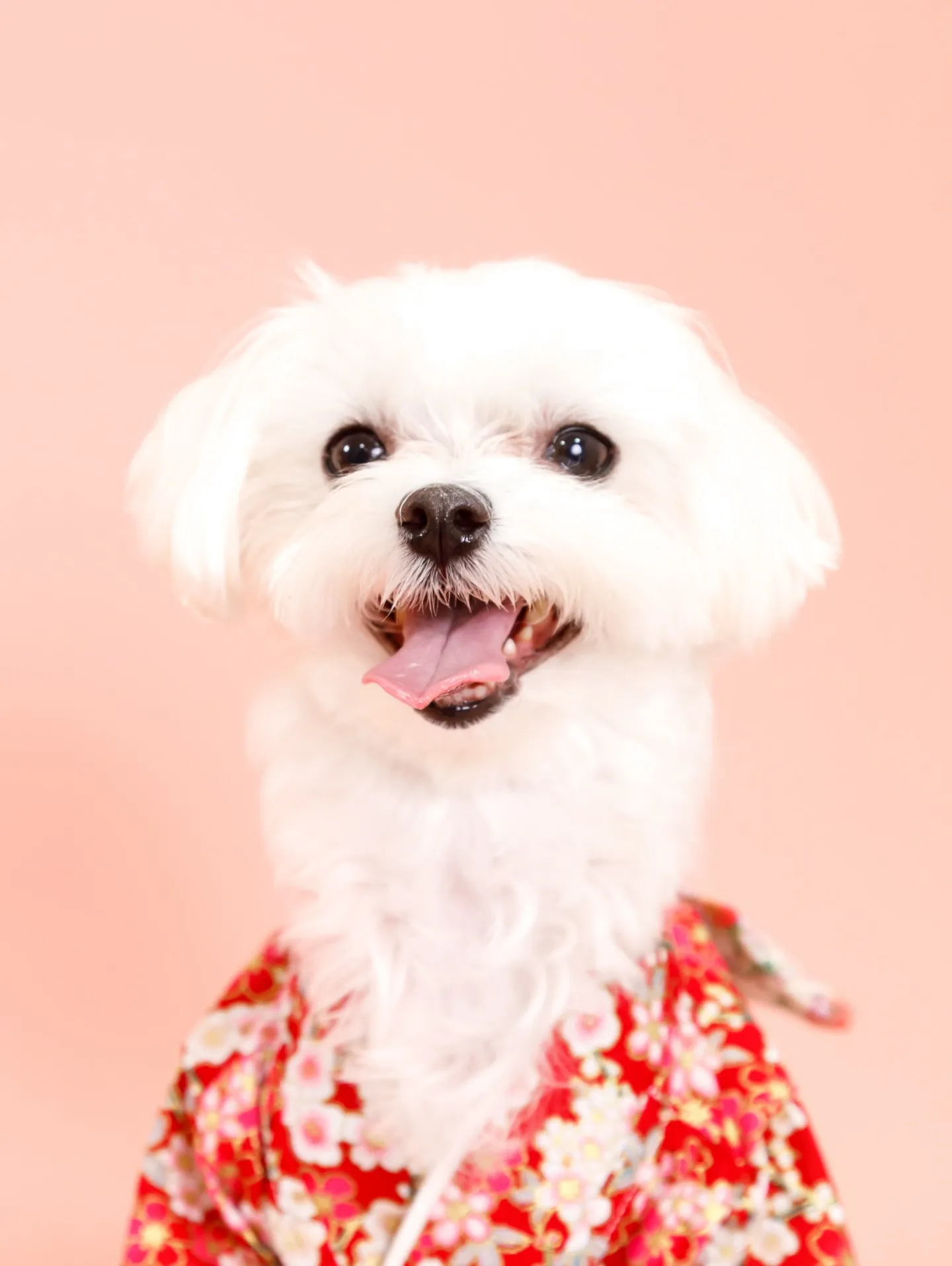 【PINK Backdrop -着物撮影-】