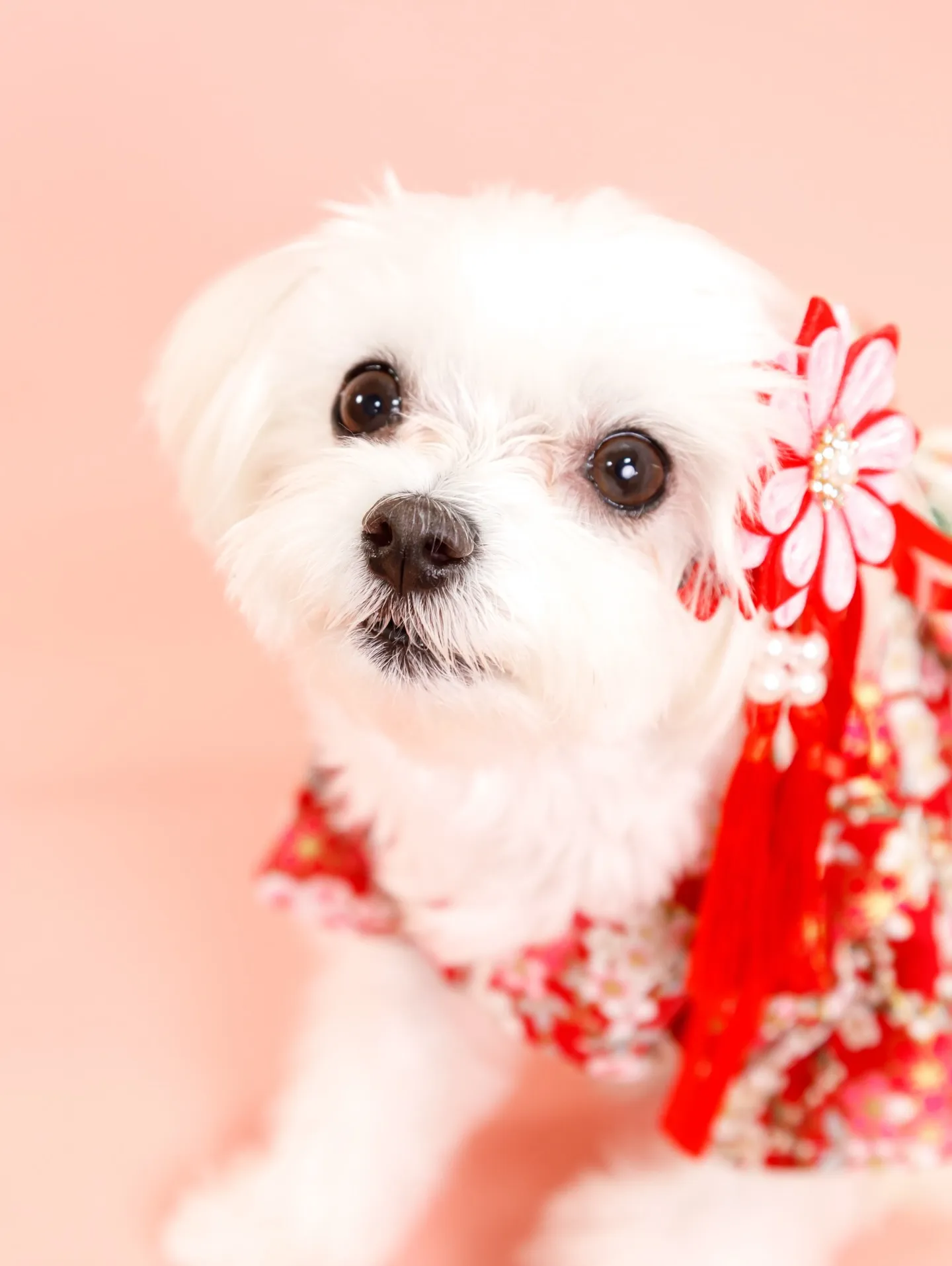 【PINK Backdrop -着物撮影-】