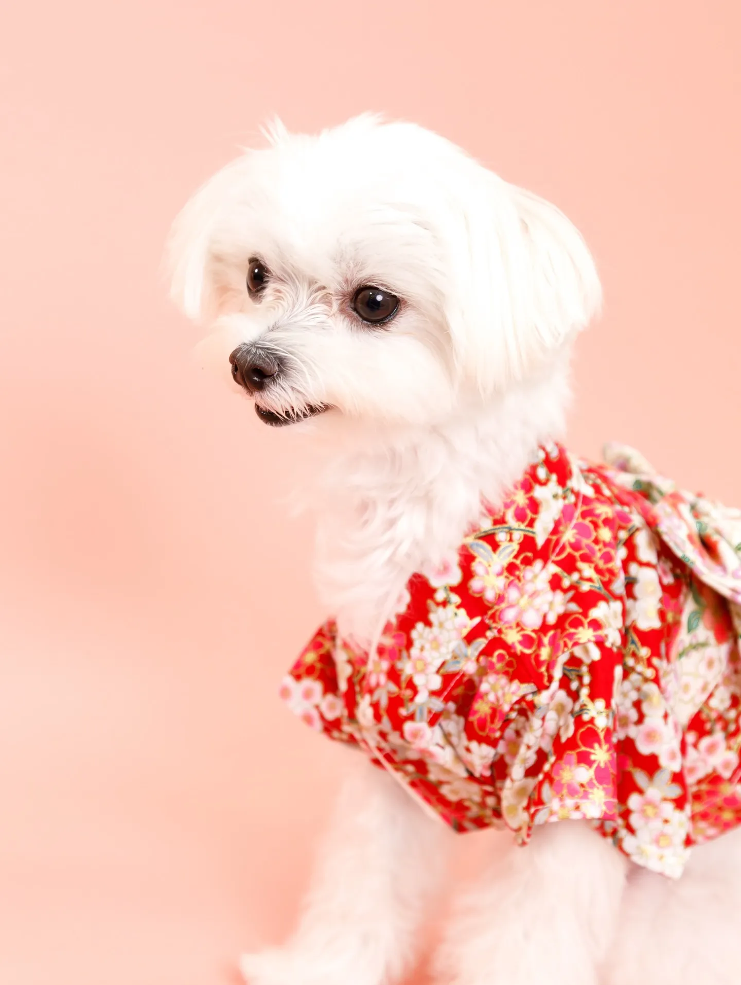 【PINK Backdrop -着物撮影-】