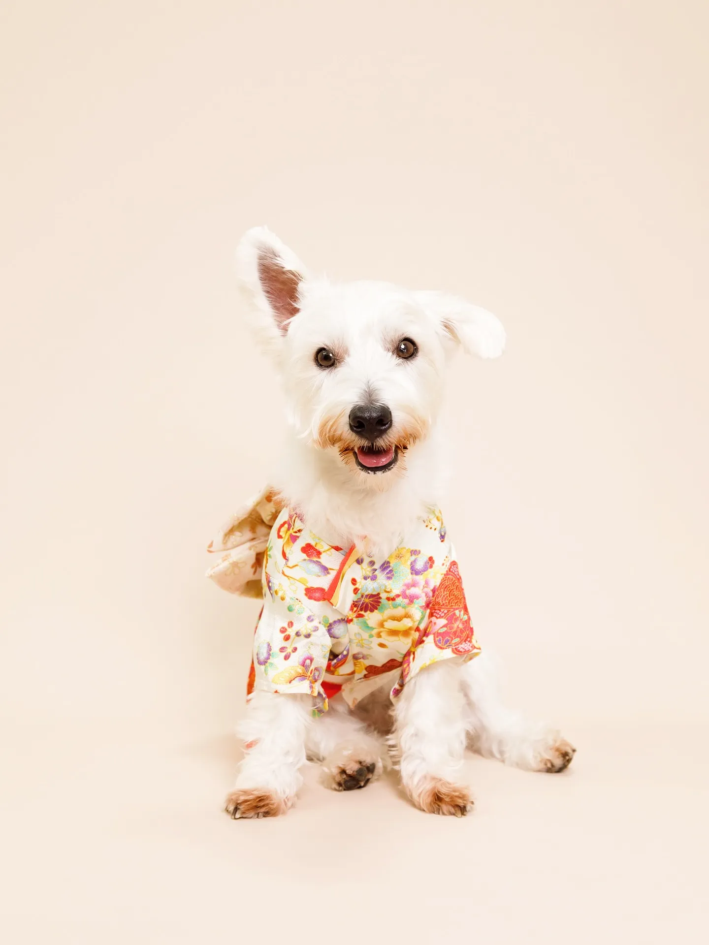 【BEIGE Backdrop -着物撮影-】