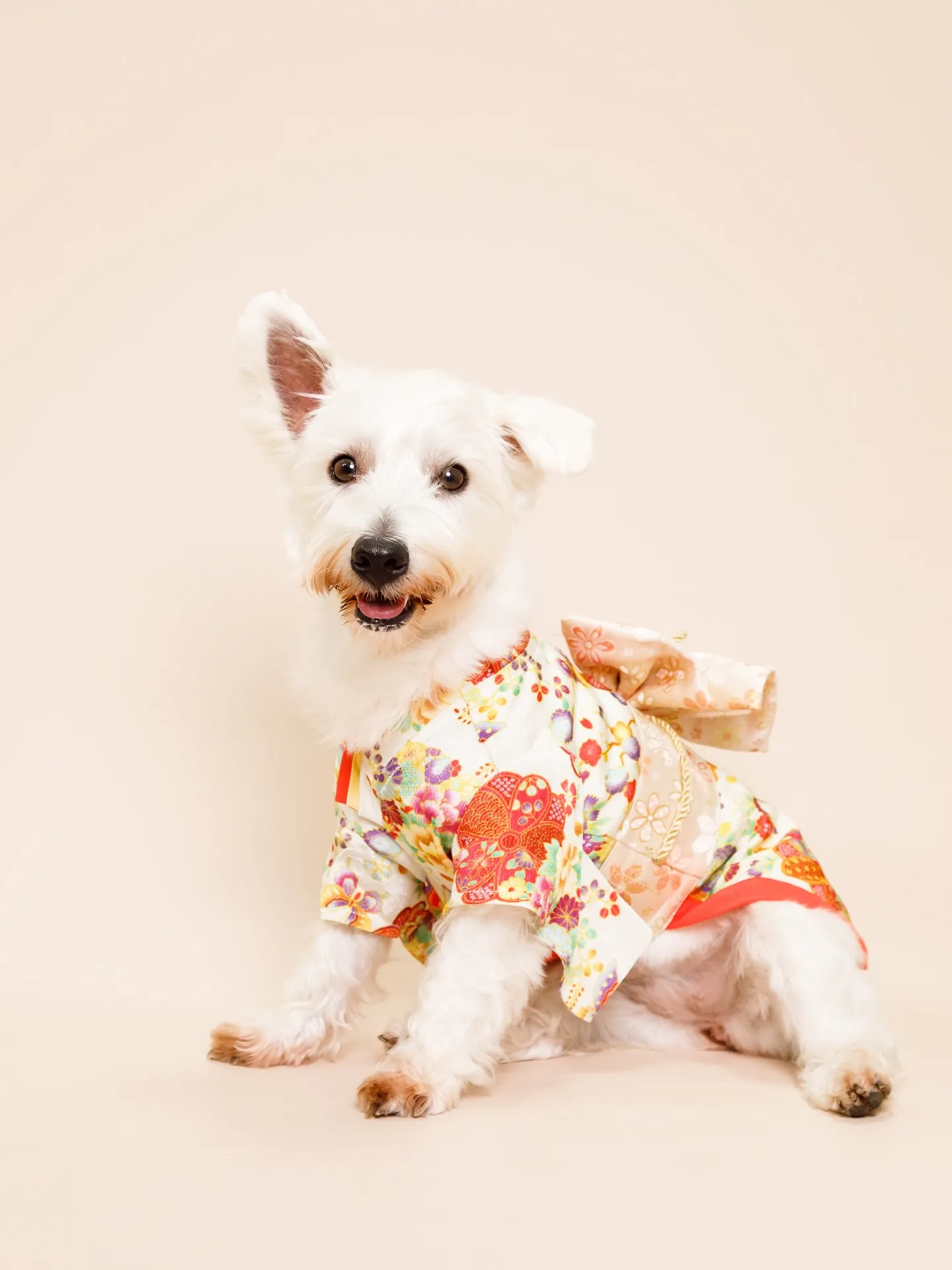 【BEIGE Backdrop -着物撮影-】