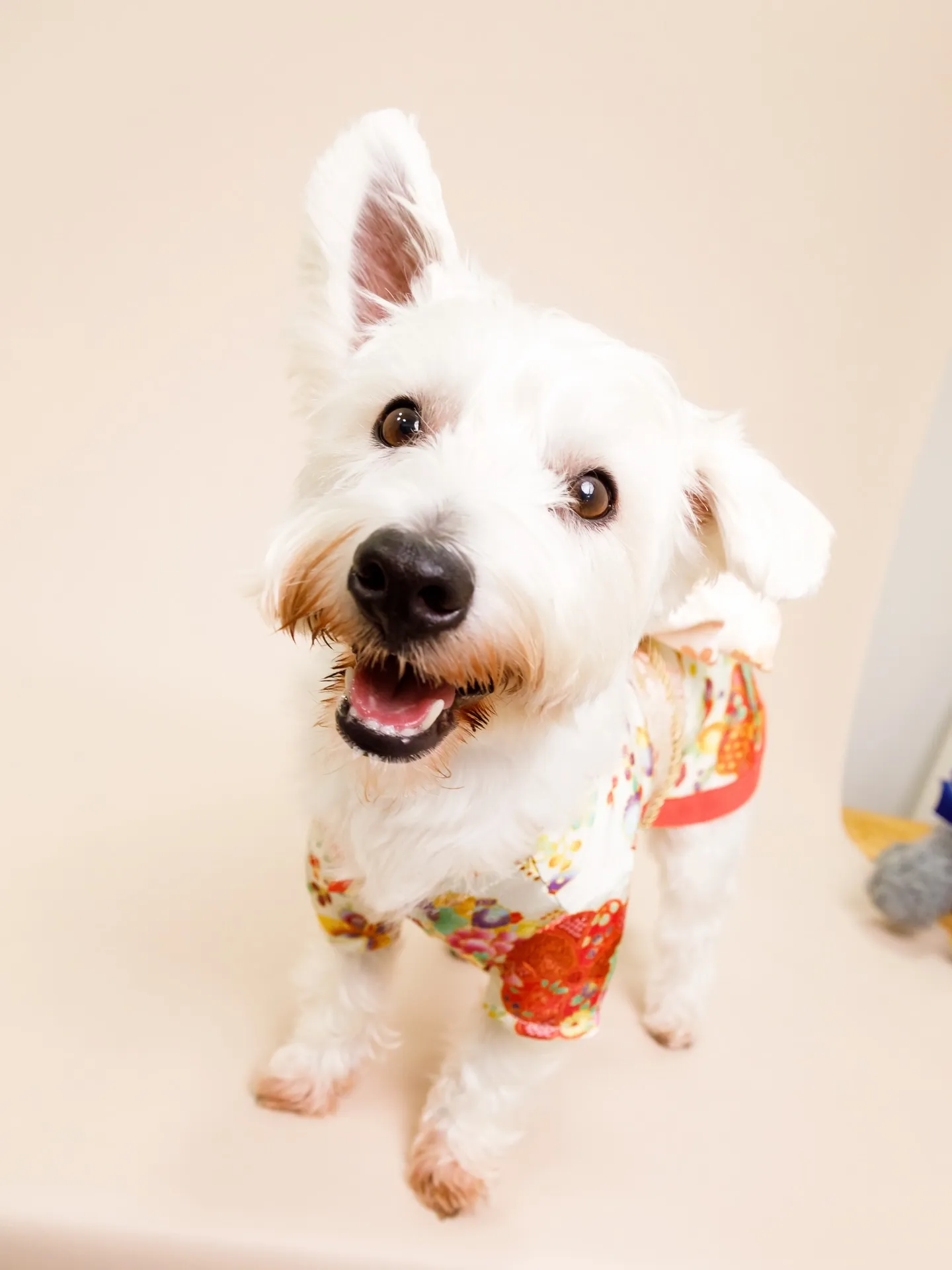 【BEIGE Backdrop -着物撮影-】