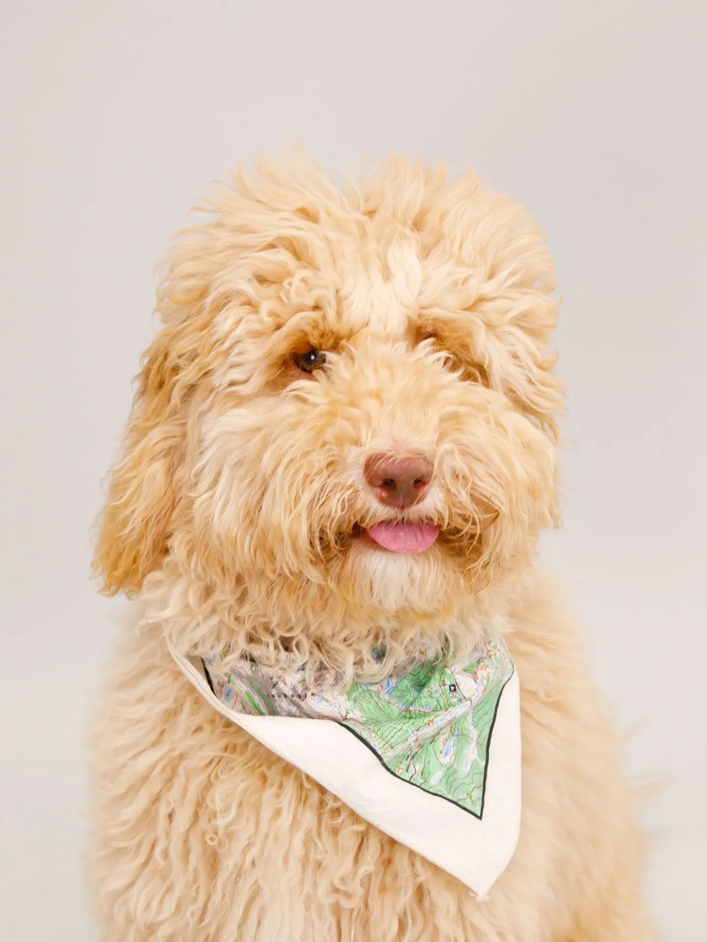 【Light-GRAY Backdrop Photoshoo...