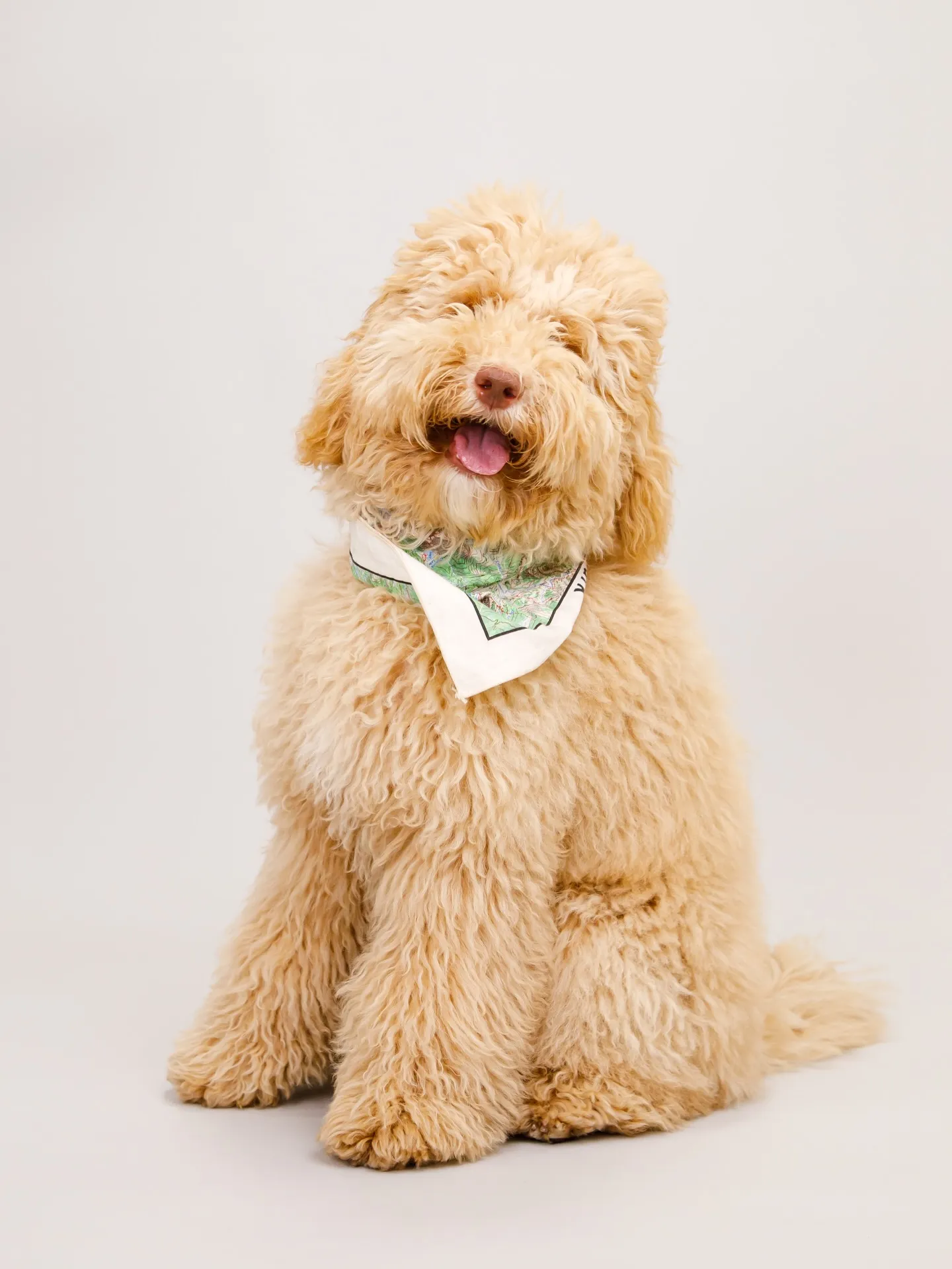 【Light-GRAY Backdrop Photoshoo...