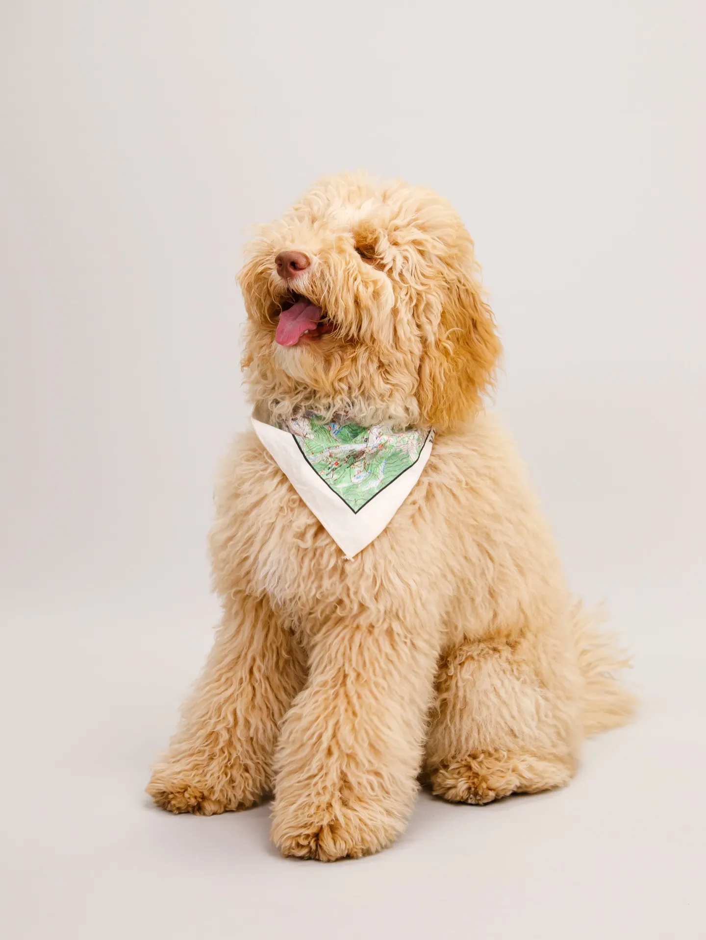 【Light-GRAY Backdrop Photoshoo...