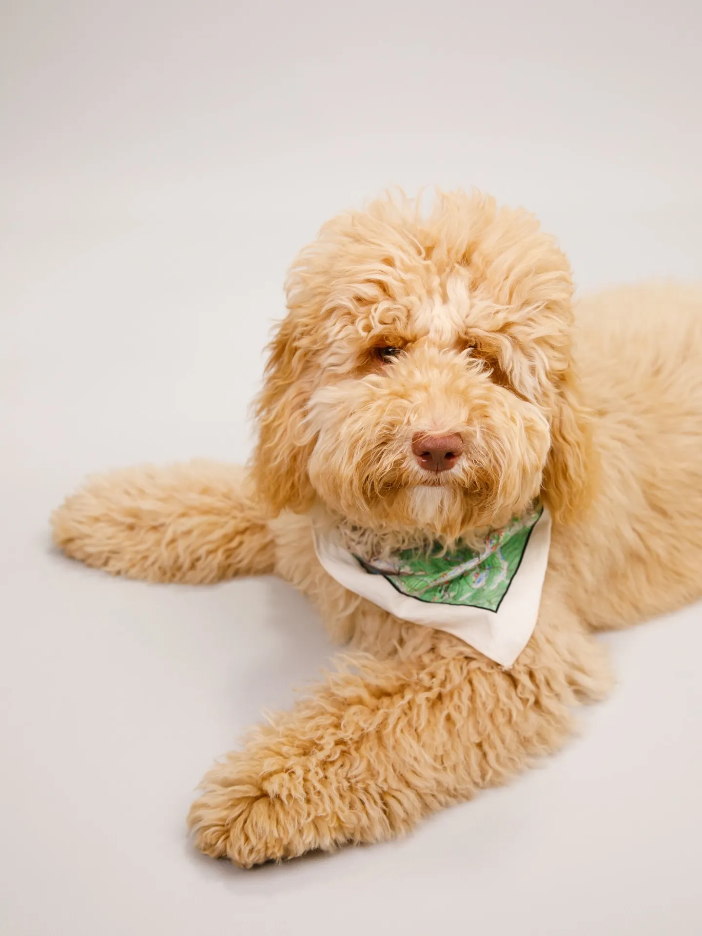 【Light-GRAY Backdrop Photoshoo...