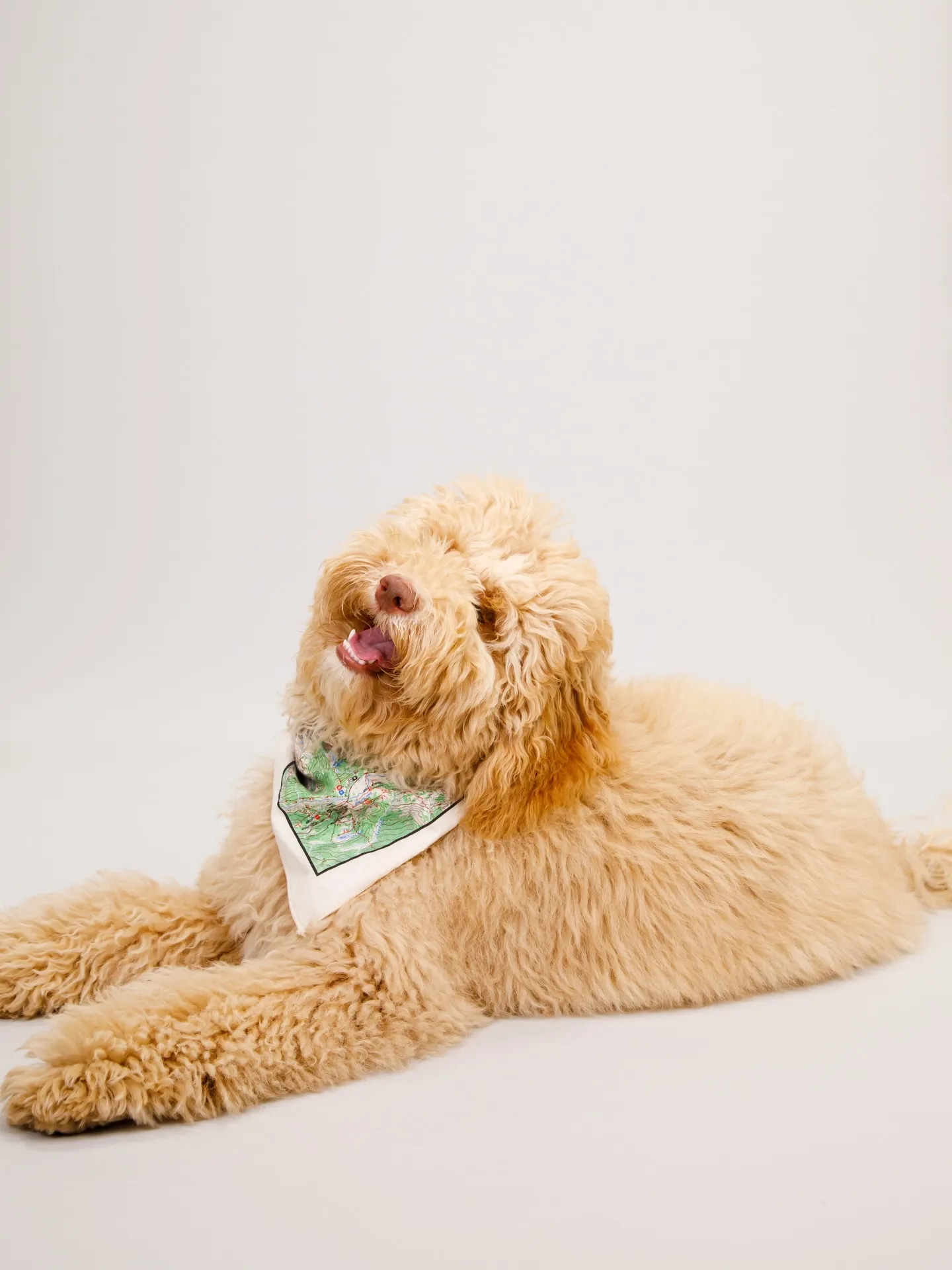 【Light-GRAY Backdrop Photoshoo...