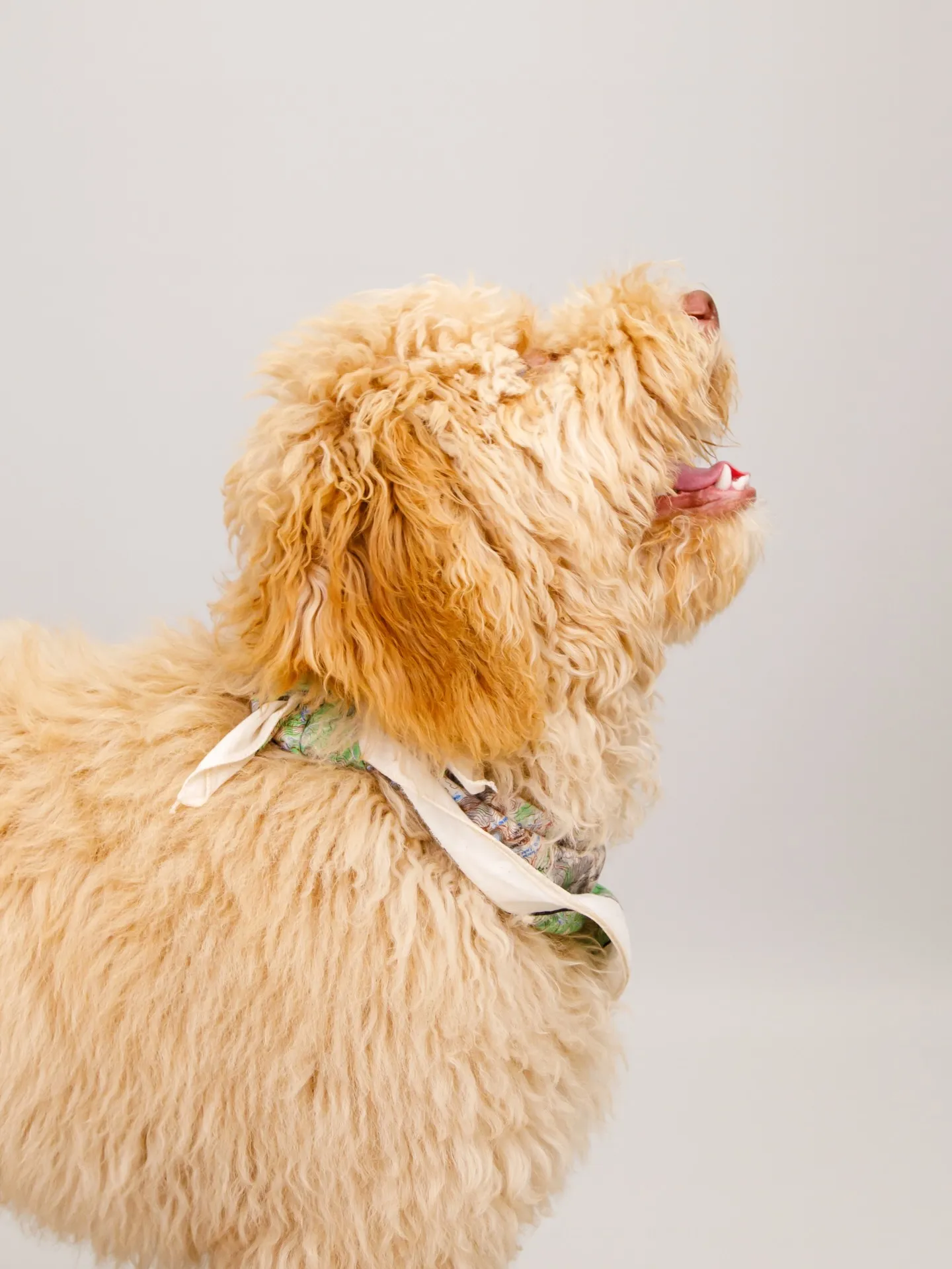 【Light-GRAY Backdrop Photoshoo...