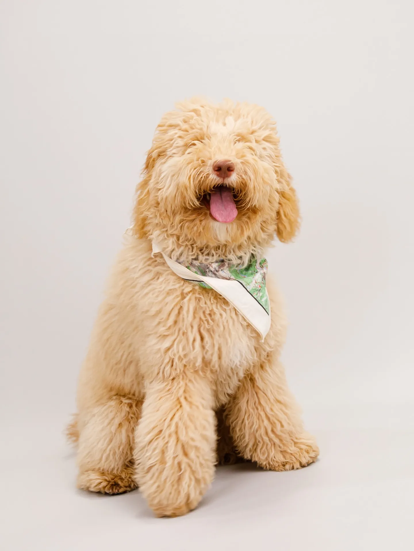 【Light-GRAY Backdrop Photoshoo...