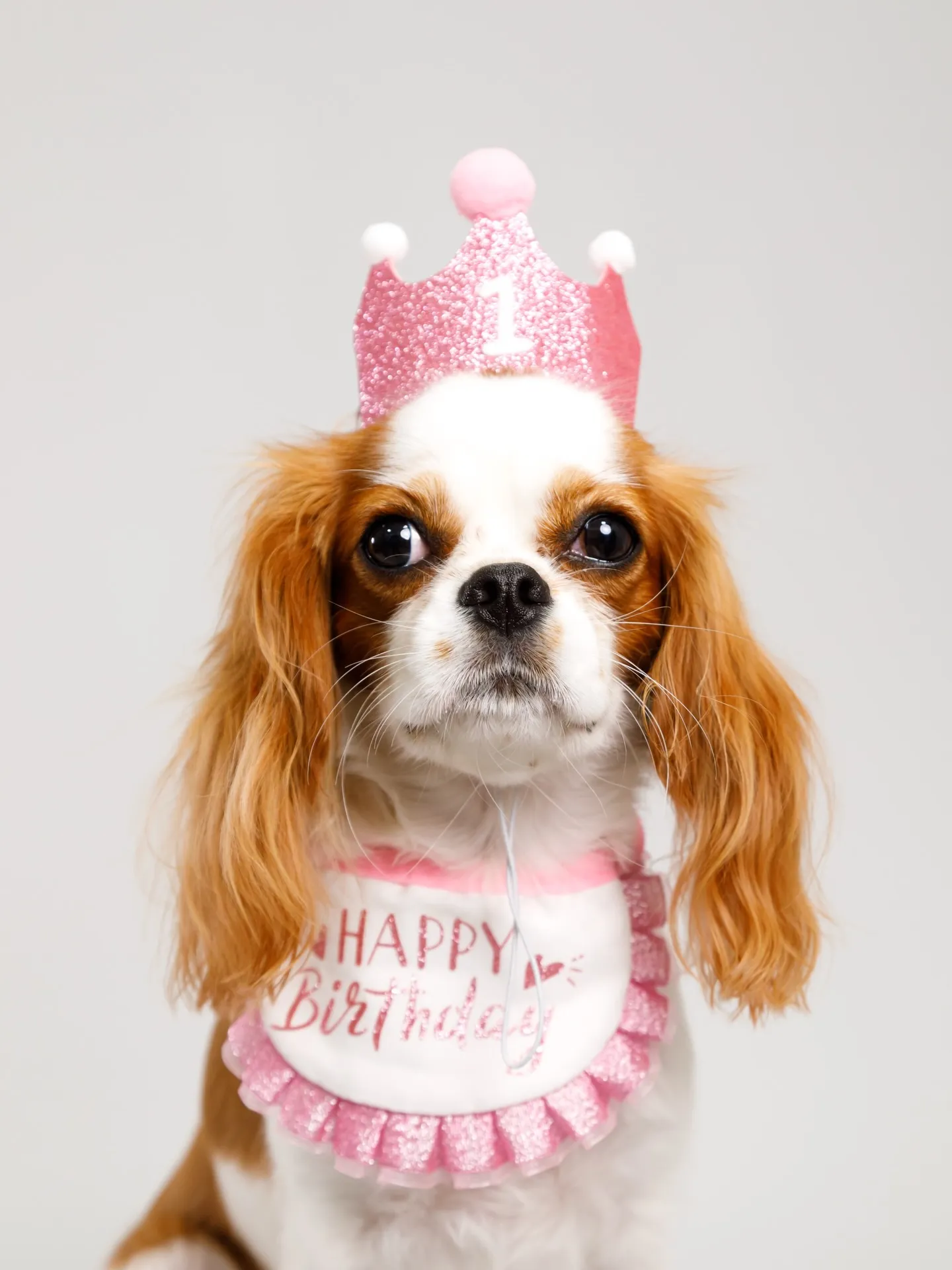 【Light-GRAY Backdrop Photoshoo...