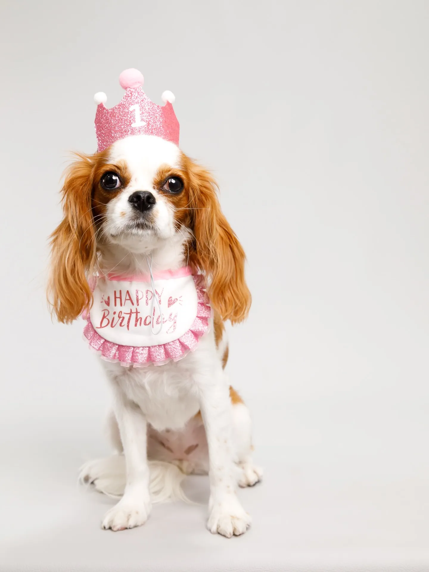 【Light-GRAY Backdrop Photoshoo...