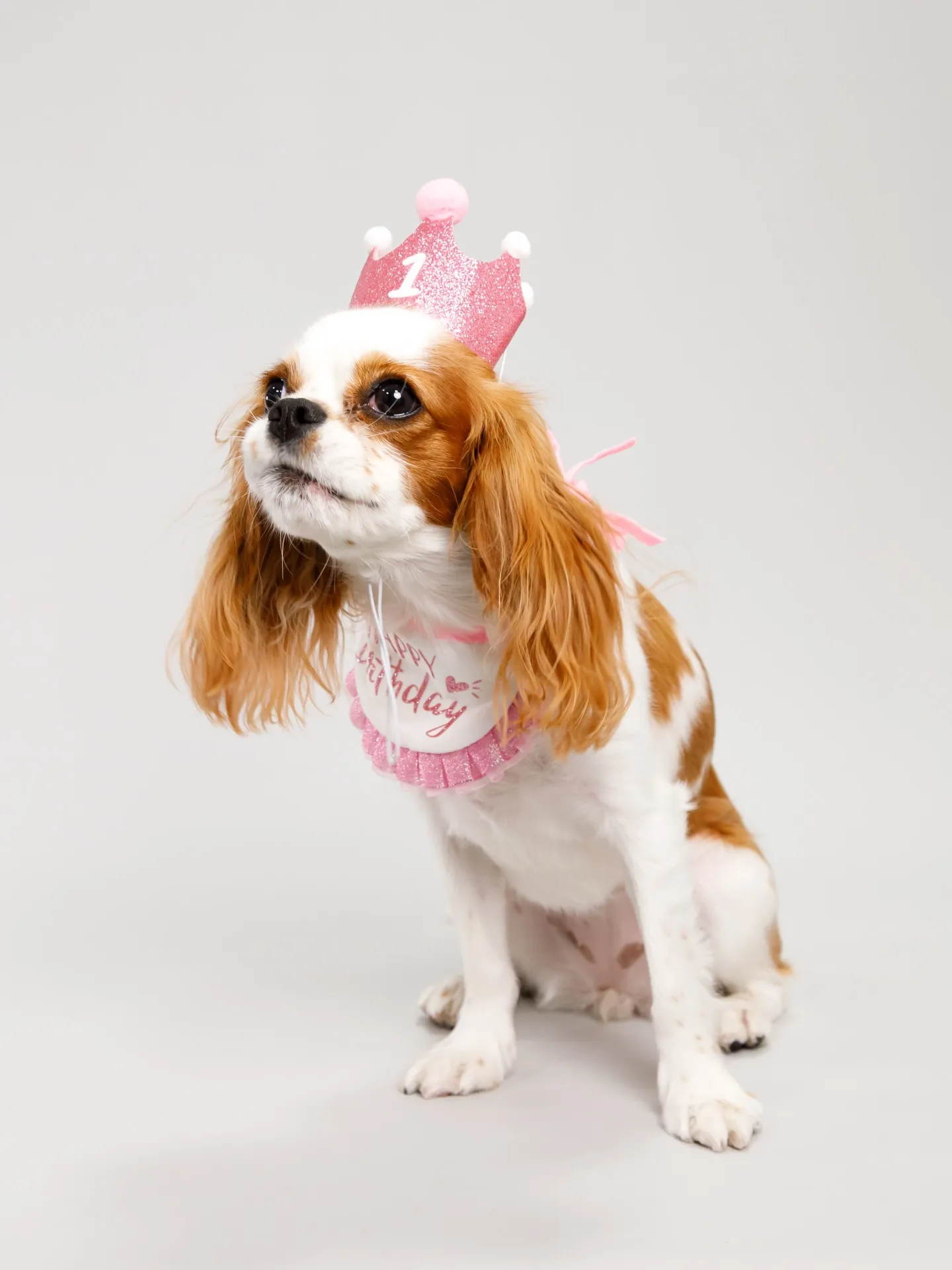 【Light-GRAY Backdrop Photoshoo...