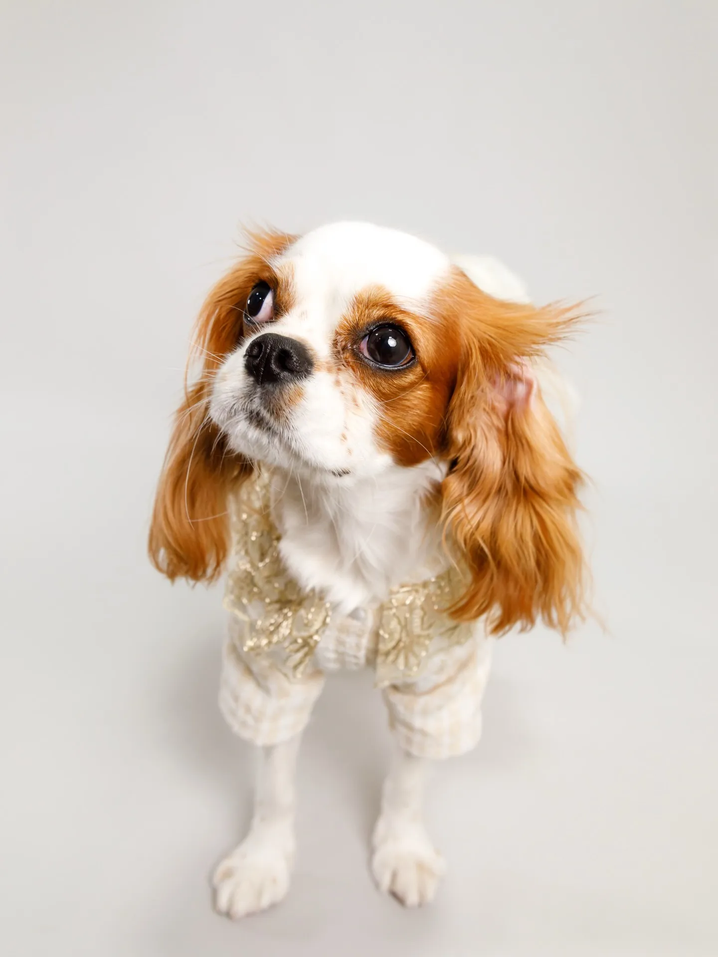 【Light-GRAY Backdrop Photoshoo...