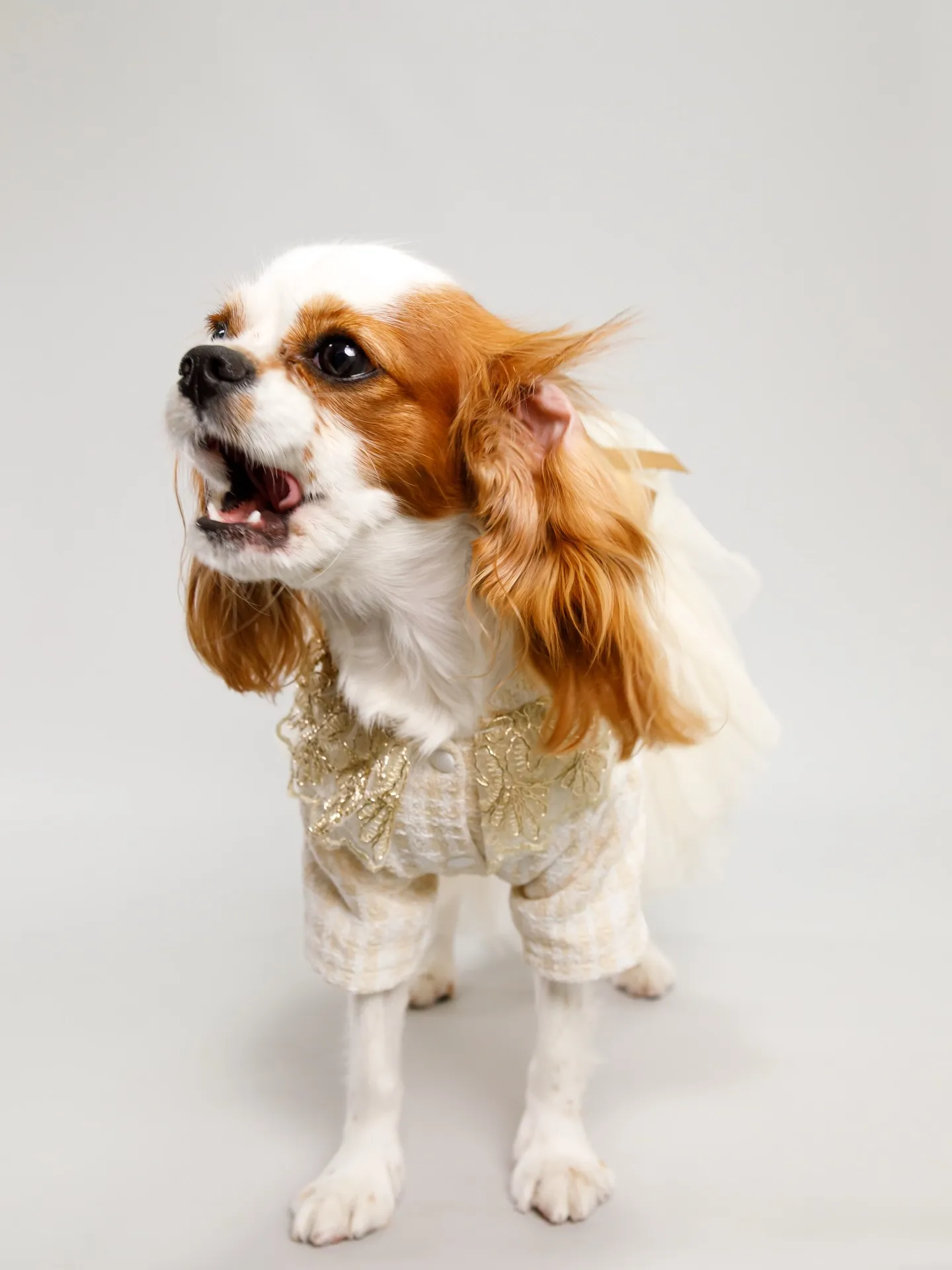 【Light-GRAY Backdrop Photoshoo...